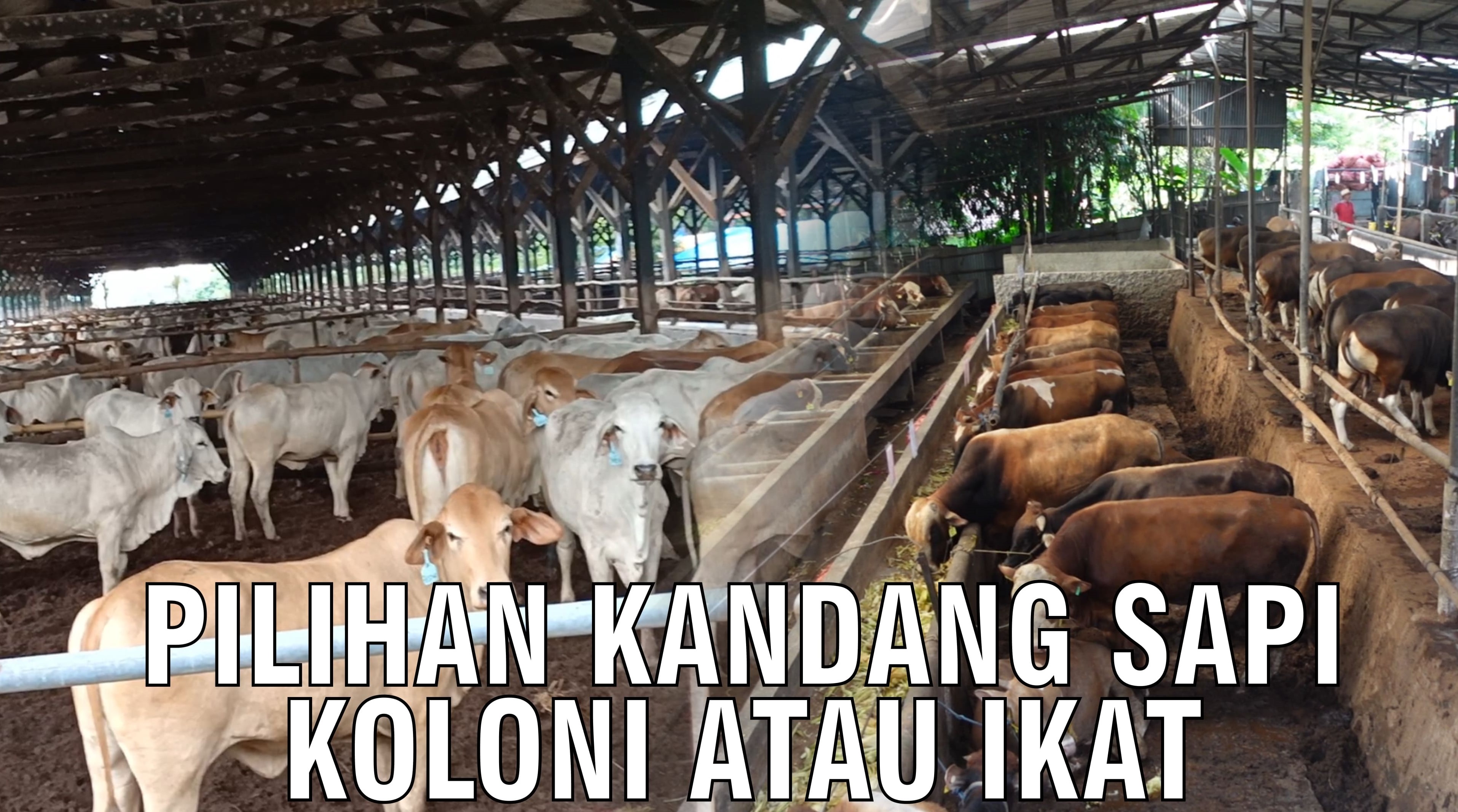 gb-13092024-07.08.26-Pilihan-Kandang-Sapi-Koloni-Atau-Ikat.jpg