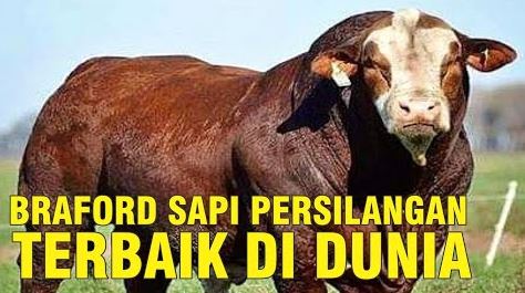 gb-13102022-06.24.45-Sapi-Persilangan-Ras-Braford-Terbaik-Di-Dunia.JPG