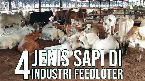 gb-13102022-07.28.05-Jenis-Sapi-Industri-Feedloter-Bull-Steer-Heffer-Cow.JPG