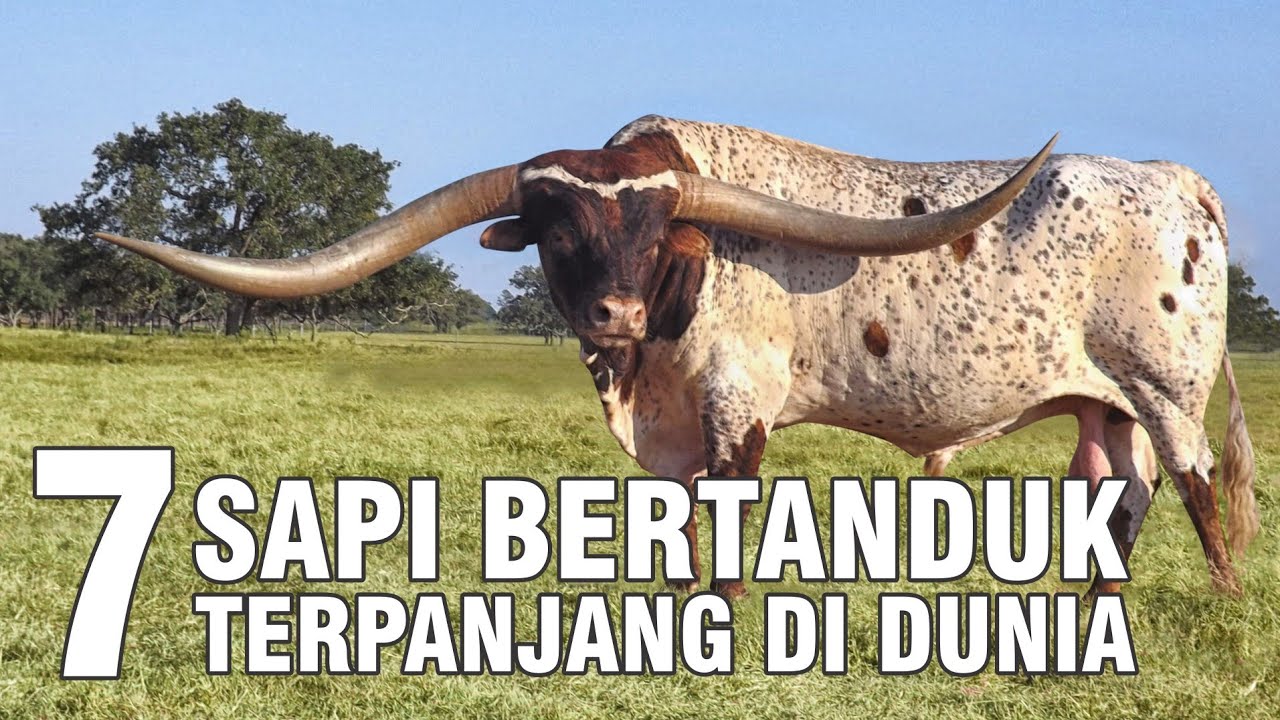 gb-13102022-07.52.30-Jenis-Sapi-Bertanduk-Terpanjang-Di-Dunia.jpg