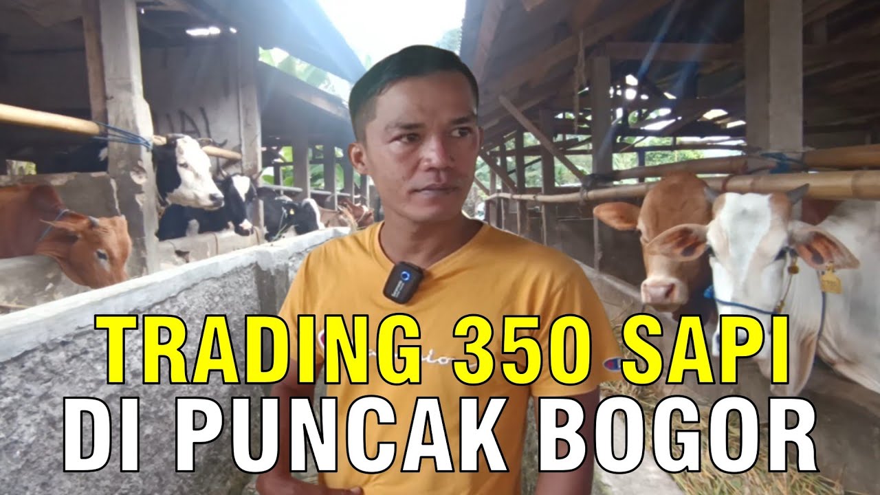 gb-13112023-07.15.40-Bisnis-Trading-350-Sapi-Di-Puncak-Bogor.jpg