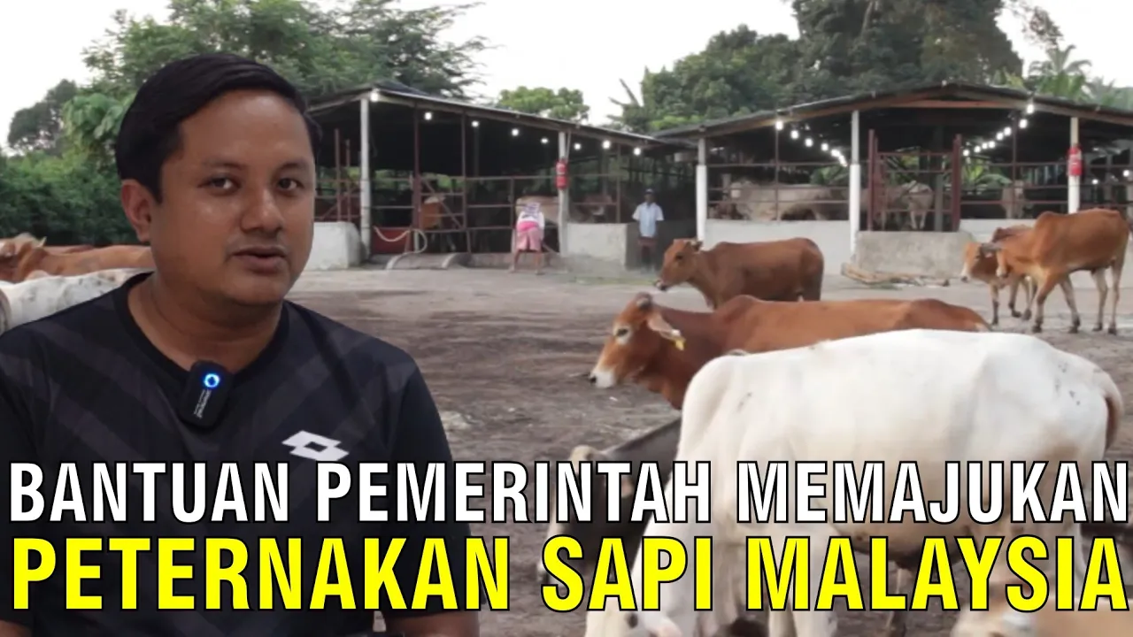 gb-14012023-06.03.40-Bantuan-Pemerintah-Peternakan-Malaysia-Sapi.jpg