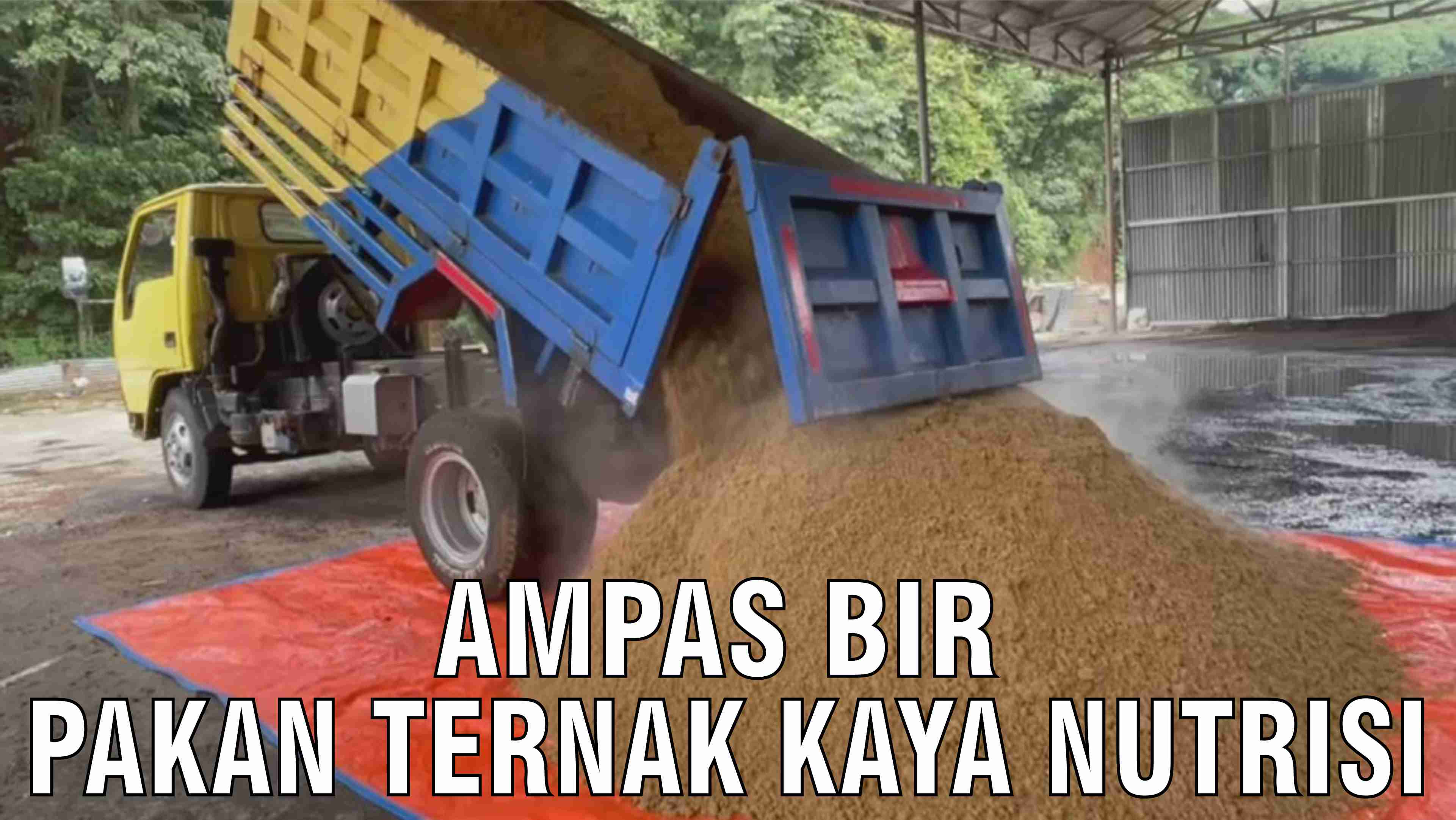 gb-14102024-02.19.39-Ampas-Bir-Pakan-Ternak-Kaya-Nutrisi.jpg