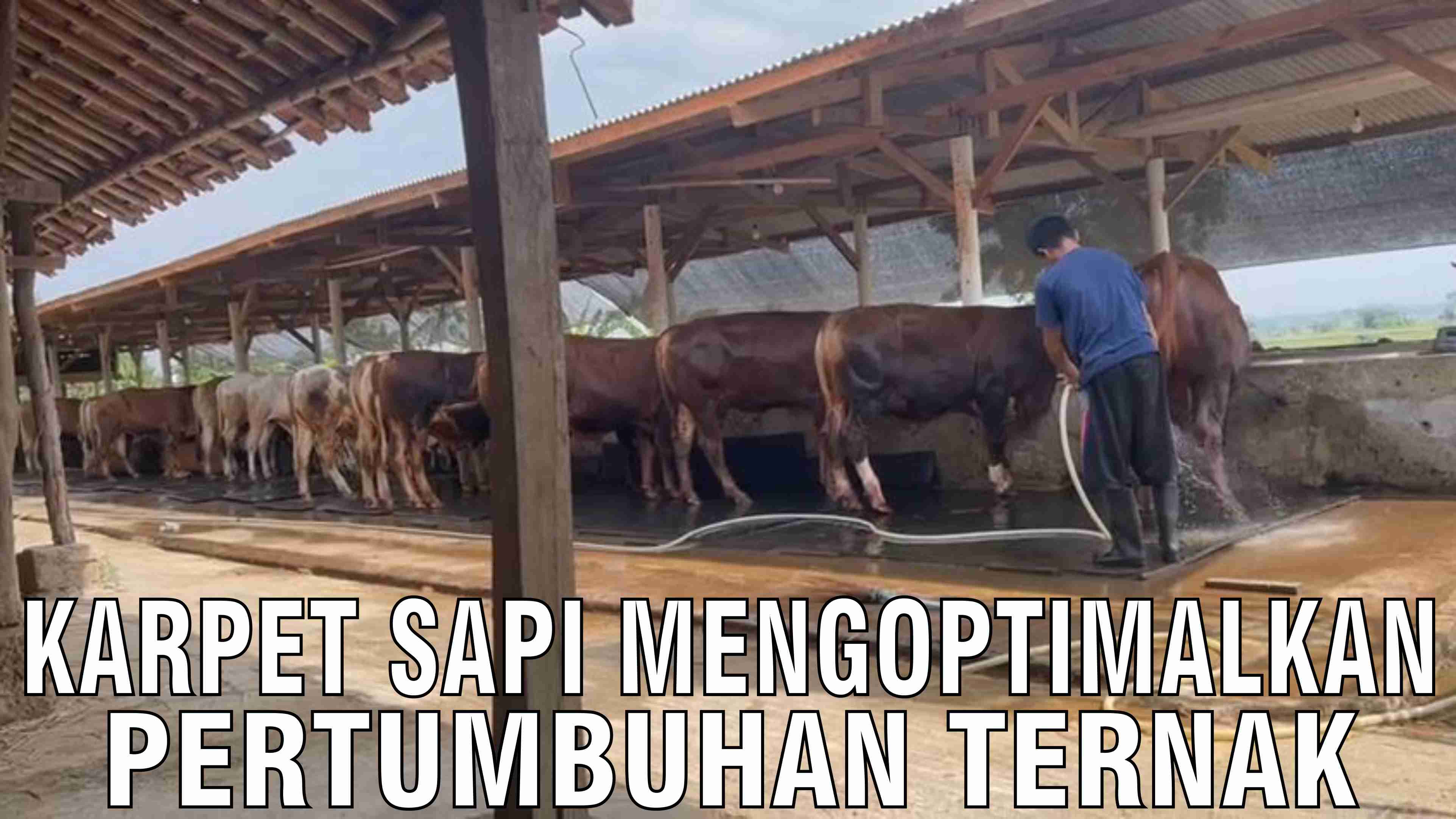 gb-14102024-05.06.42-Karpet-Sapi-Mengoptimalkan-Pertumbuhan-Ternak.jpg