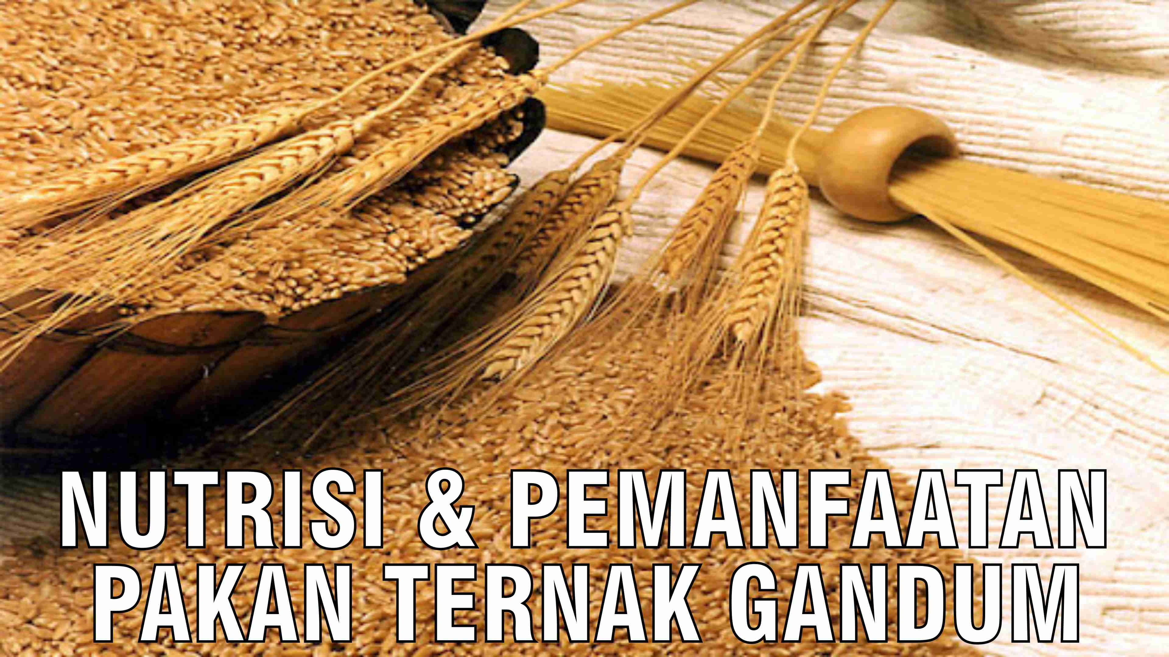 gb-14112024-05.44.01-Nutrisi-Dan-Pemanfaatan-Pakan-Ternak-Gandum.jpg