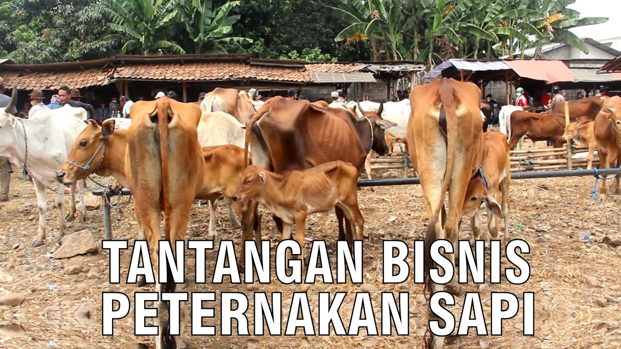 gb-16012024-05.25.21-Tantangan-Berbisnis-Peternakan-Sapi.jpg