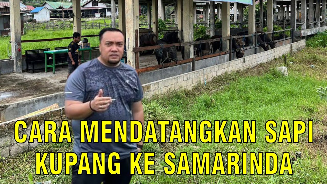 gb-16012024-06.42.29-Memasok-Sapi-Kupang-Bali-Ke-Samarinda.jpg