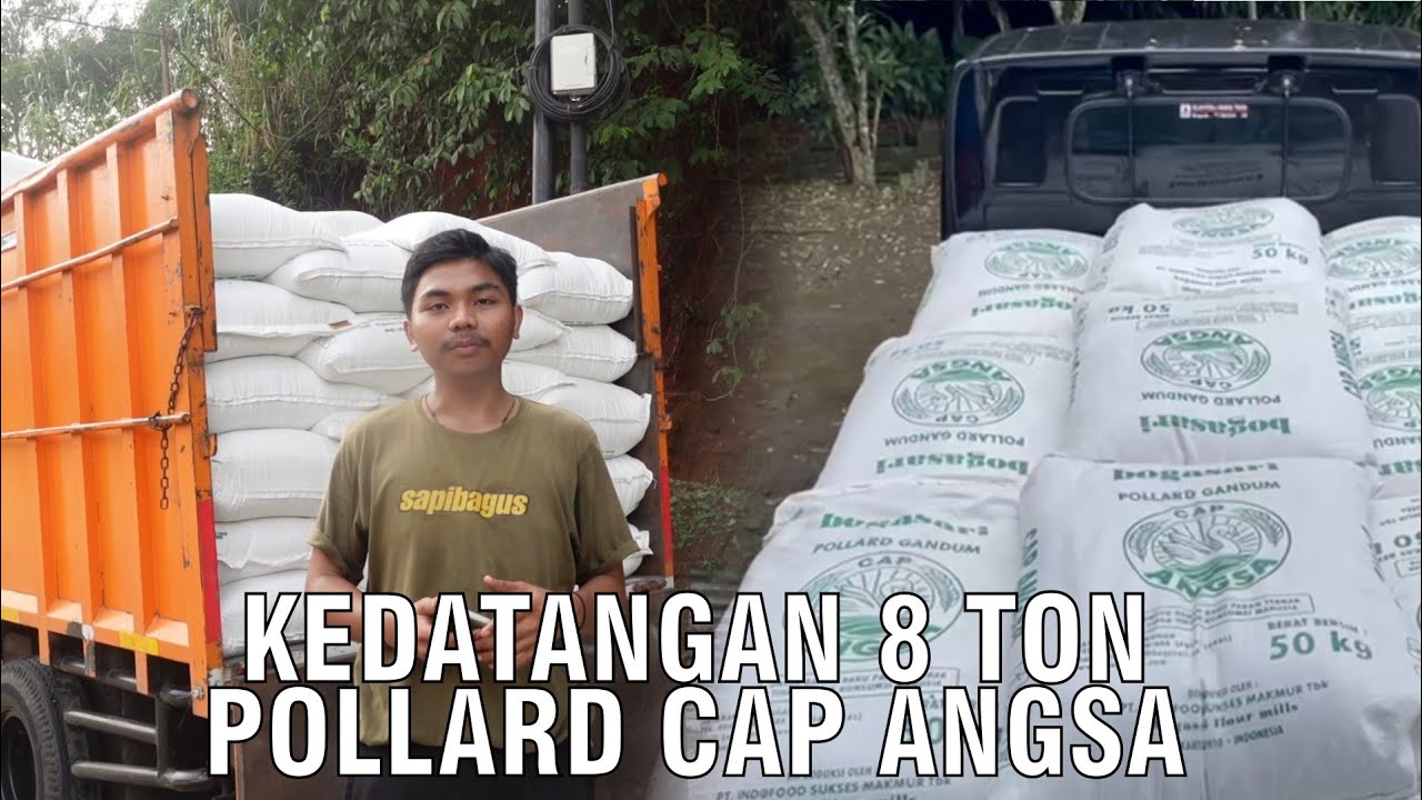 gb-16072024-05.37.20-Kedatangan-8-Ton-pollard-Cap-Angsa.jpg