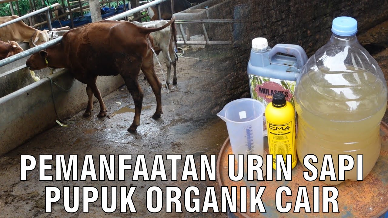 gb-16072024-05.55.00-Pemanfaatan-Urin-Sapi-Pupuk-Organik-Cair.jpg