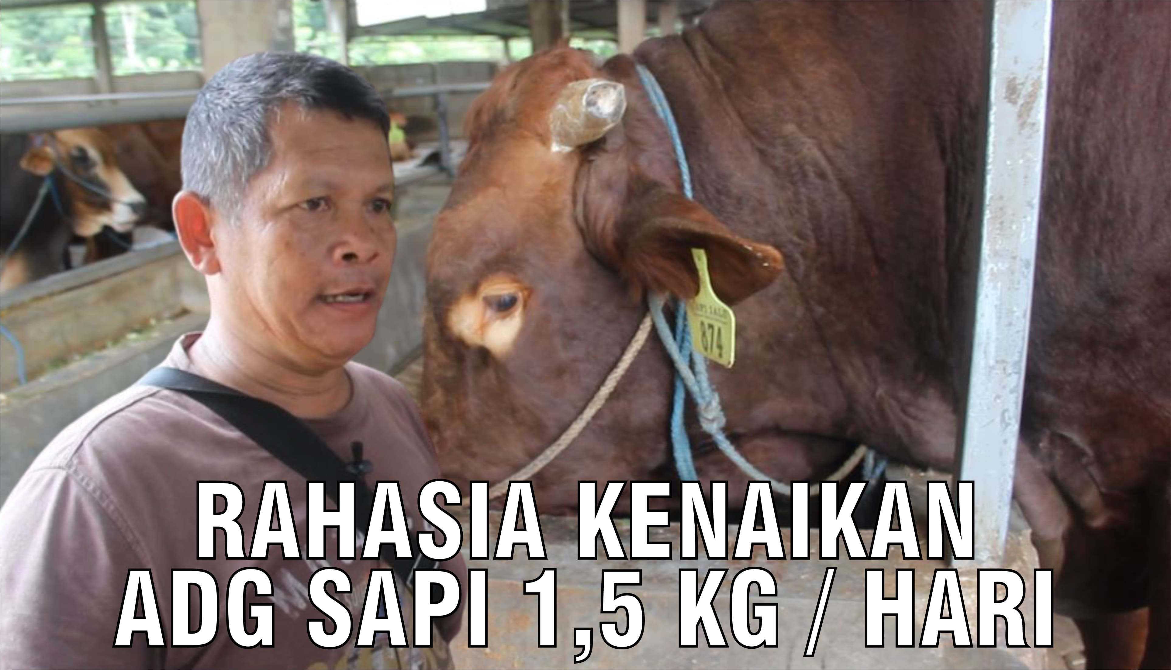 gb-16092024-07.49.38-Rahasia-Kenaikan-ADG-Sapi-1.5-Kg-Per-Hari.jpg