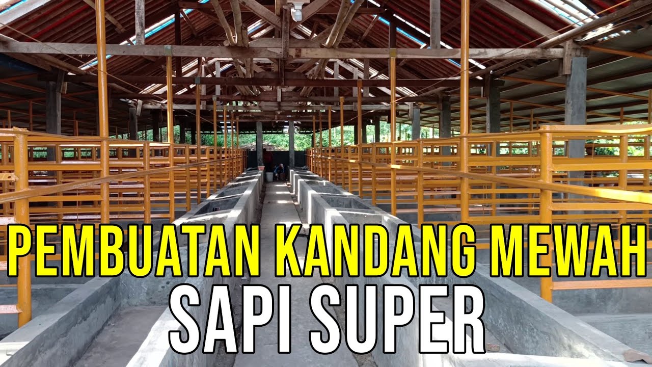 gb-16112023-07.24.02-Kandang-Mewah-Sapi-Super-Lembu-Sodo-Mandiri.jpg