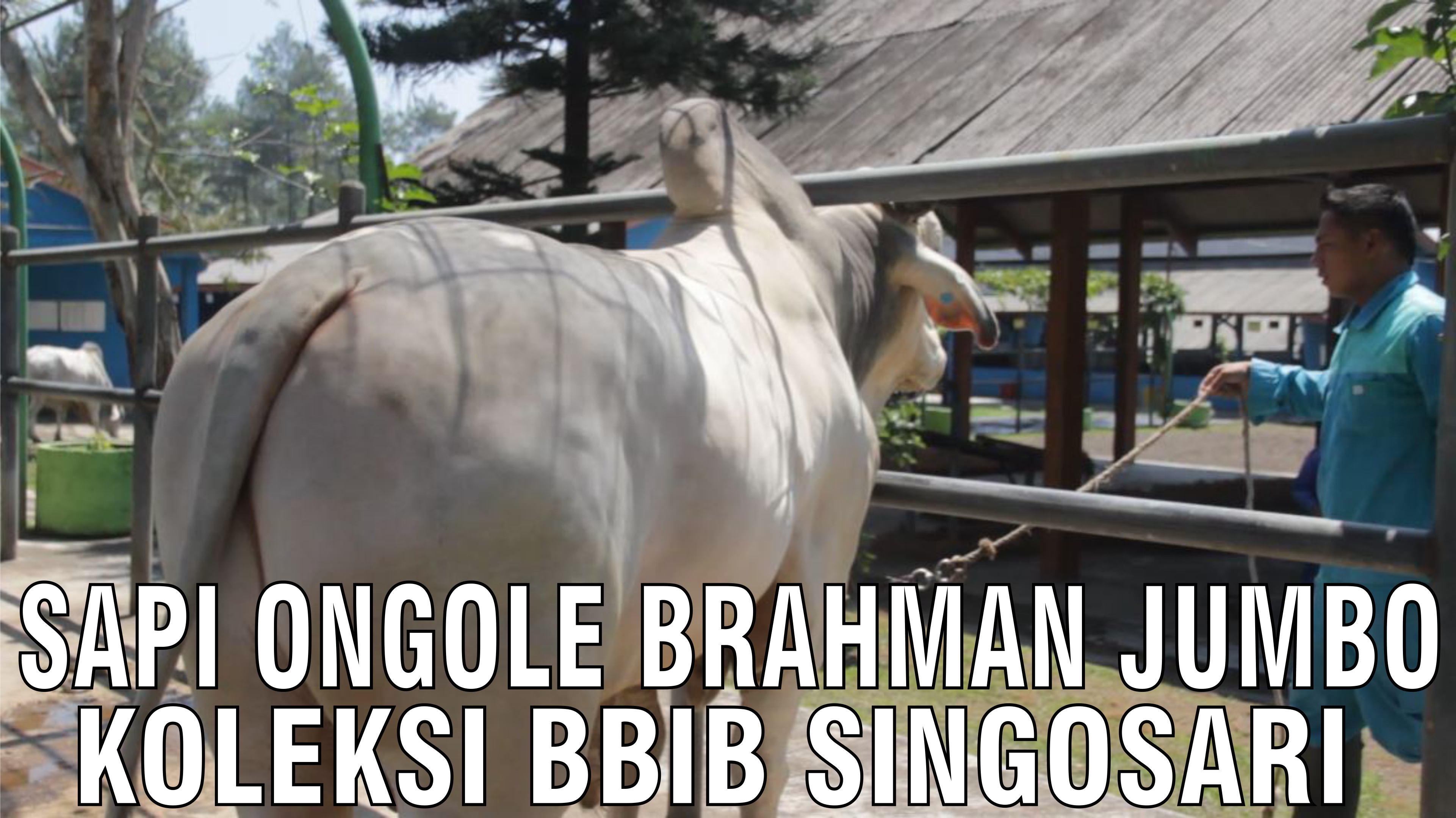 gb-17092024-08.14.49-Sapi-Ongole-Brahman-Jumbo-Koleksi-BBIB-Singosari.jpg