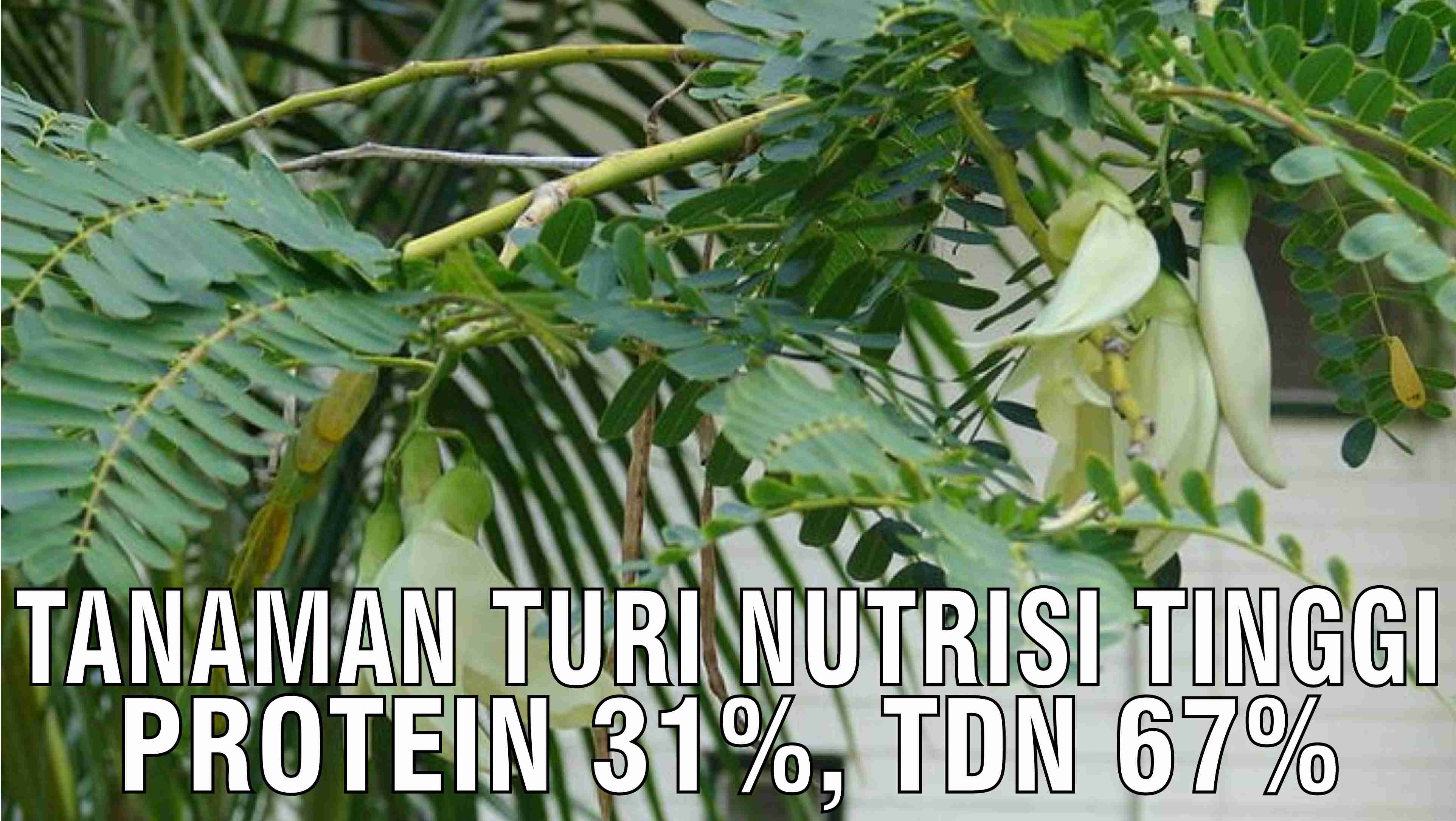 gb-17102024-02.54.07-Tanaman-Turi-Nutrisi-Tinggi-Pakan-Ternak.jpg