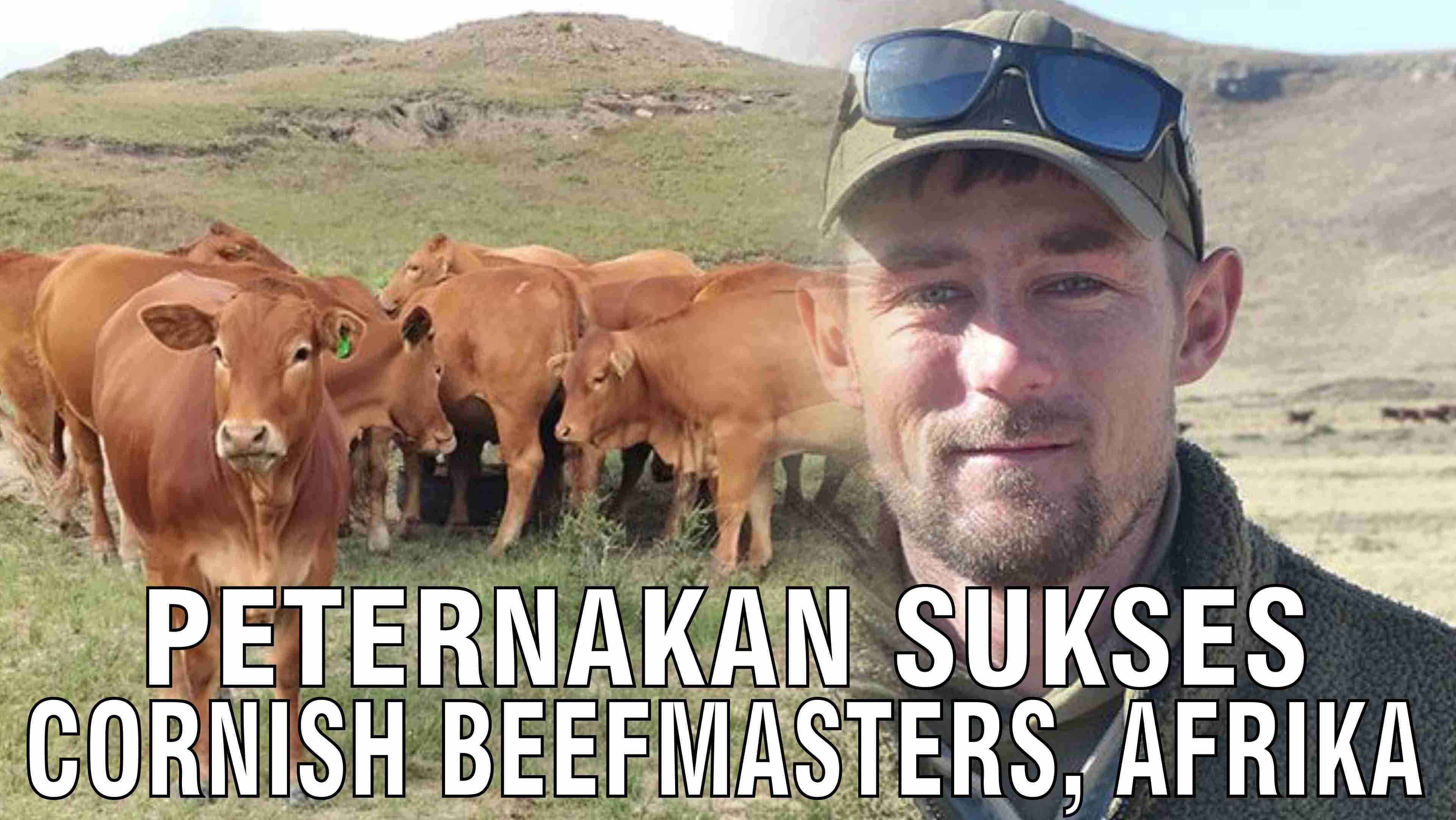 gb-17102024-04.14.50-Peternakan-Sukses-Cornish-Beefmasters-Afrika.jpg