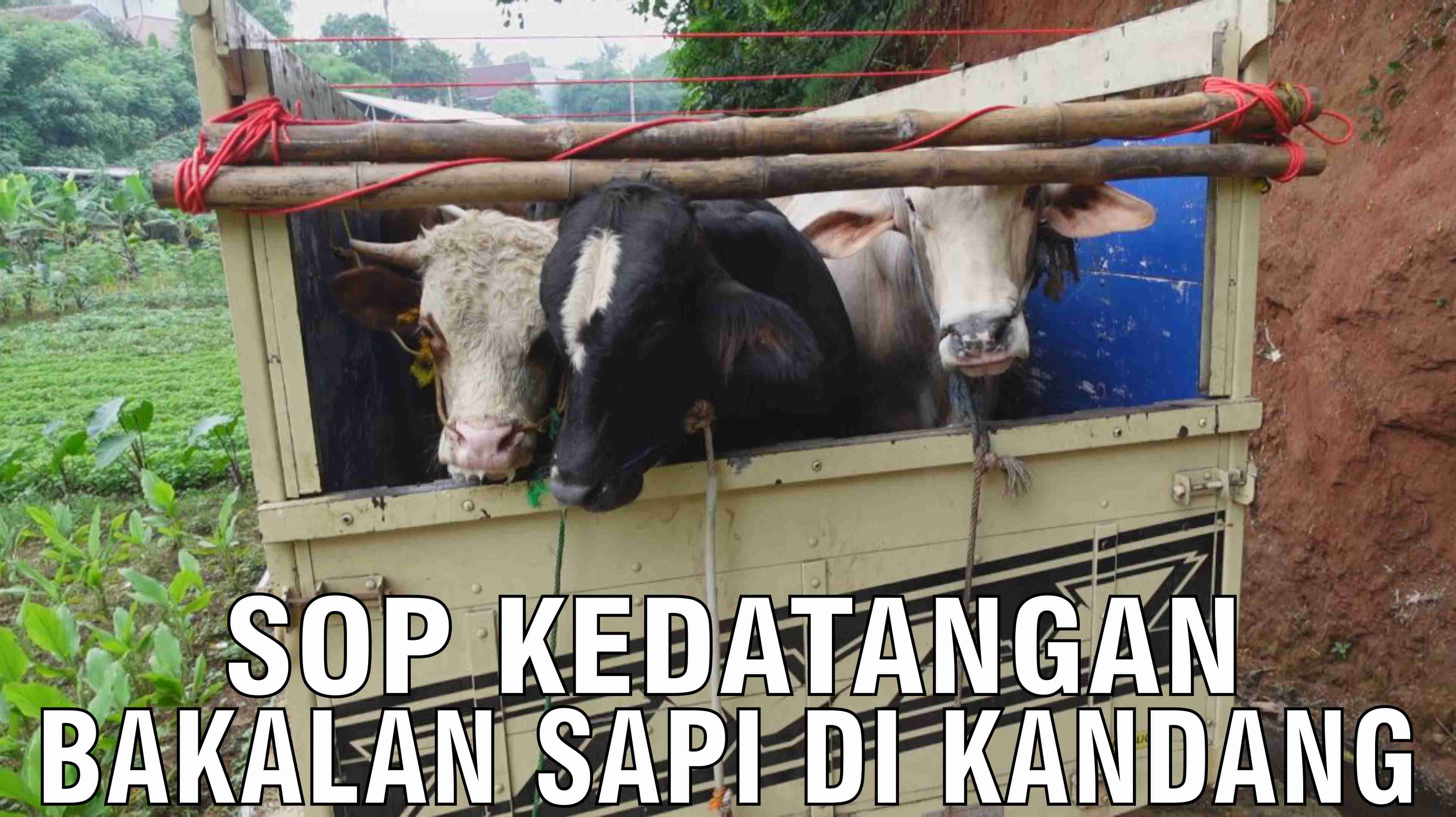 gb-17102024-05.11.57-SOP-Kedatangan-Bakalan-Sapi-Di-Kandang.jpg