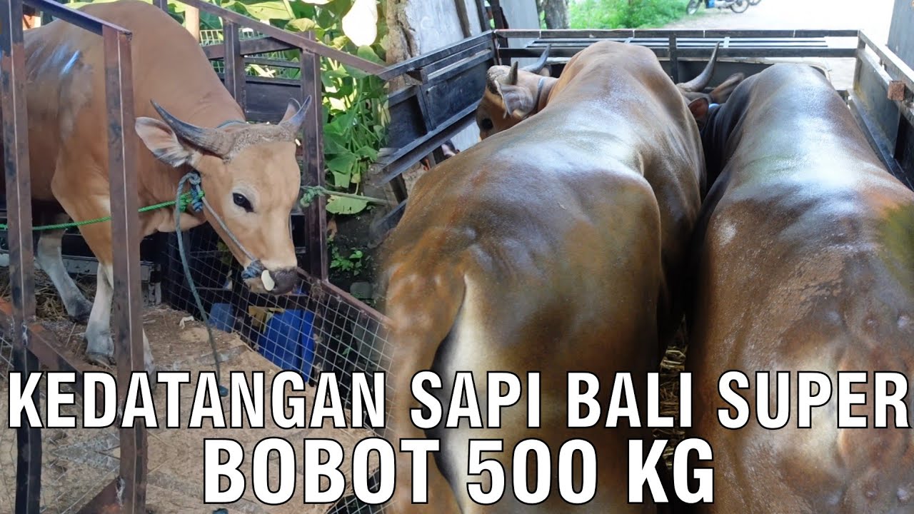 gb-18062023-04.15.35-Kedatangan-Sapi-Bali-Super-Premium-500-Kg-Kurban-2023.jpg