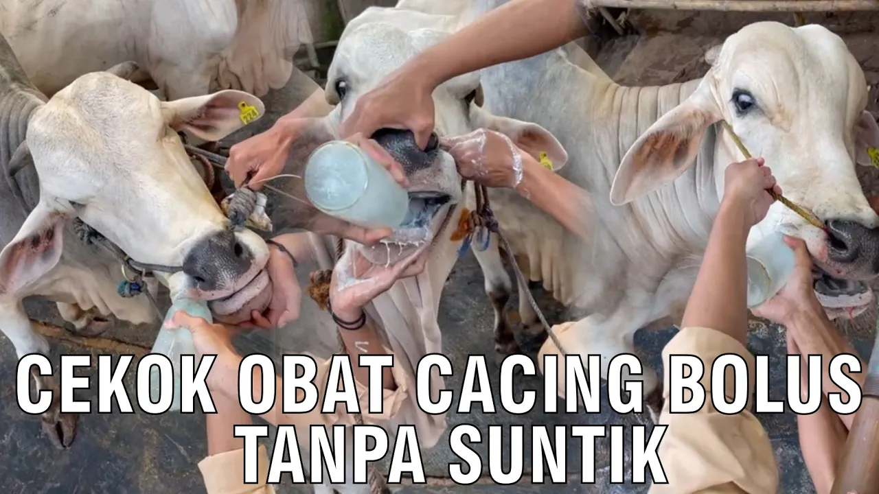 Cekok Obat Cacing Bolus Tanpa Suntik