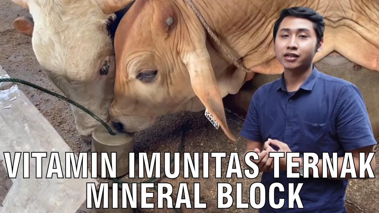 Vitamin Imunitas Ternak Mineral Block