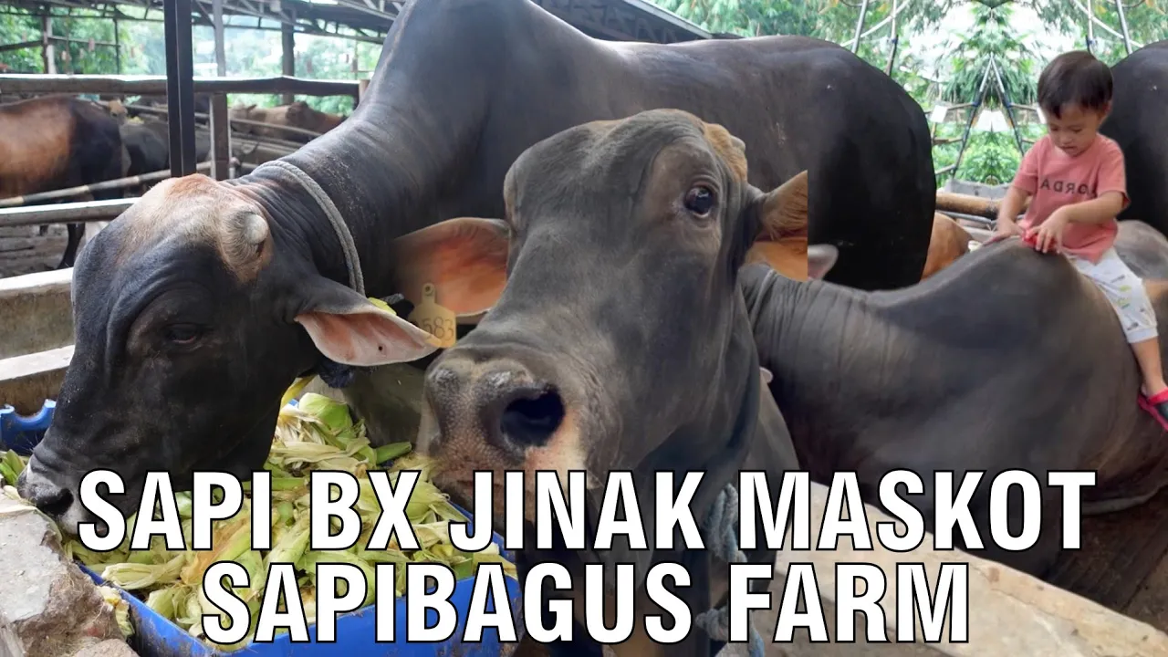 gb-18092023-04.22.07-Sapi-Brahman-BX-Jinak-Maskot-Sapibagus-Farm.jpg