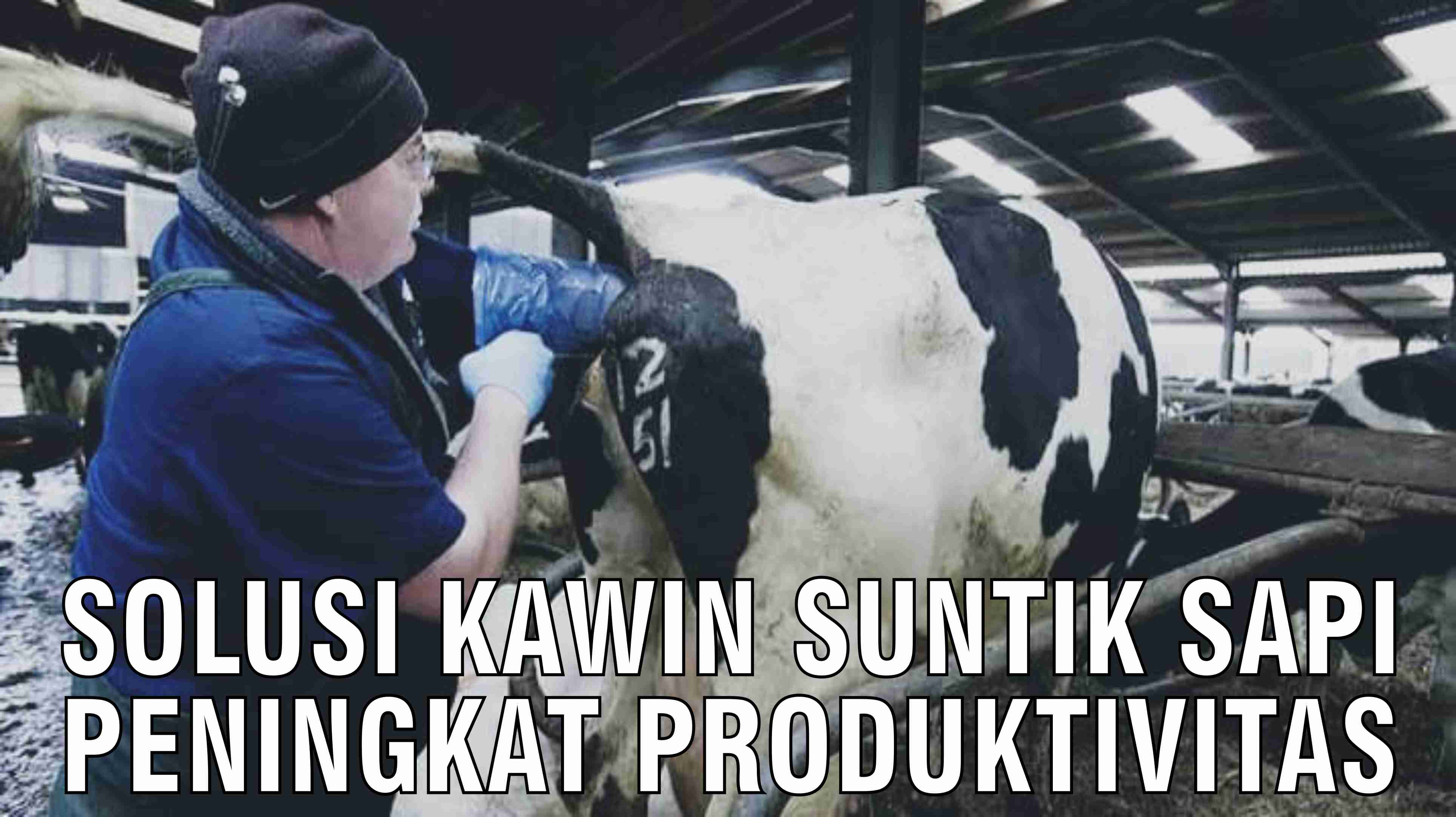 Solusi Kawin Suntik Sapi Peningkat Produktivitas