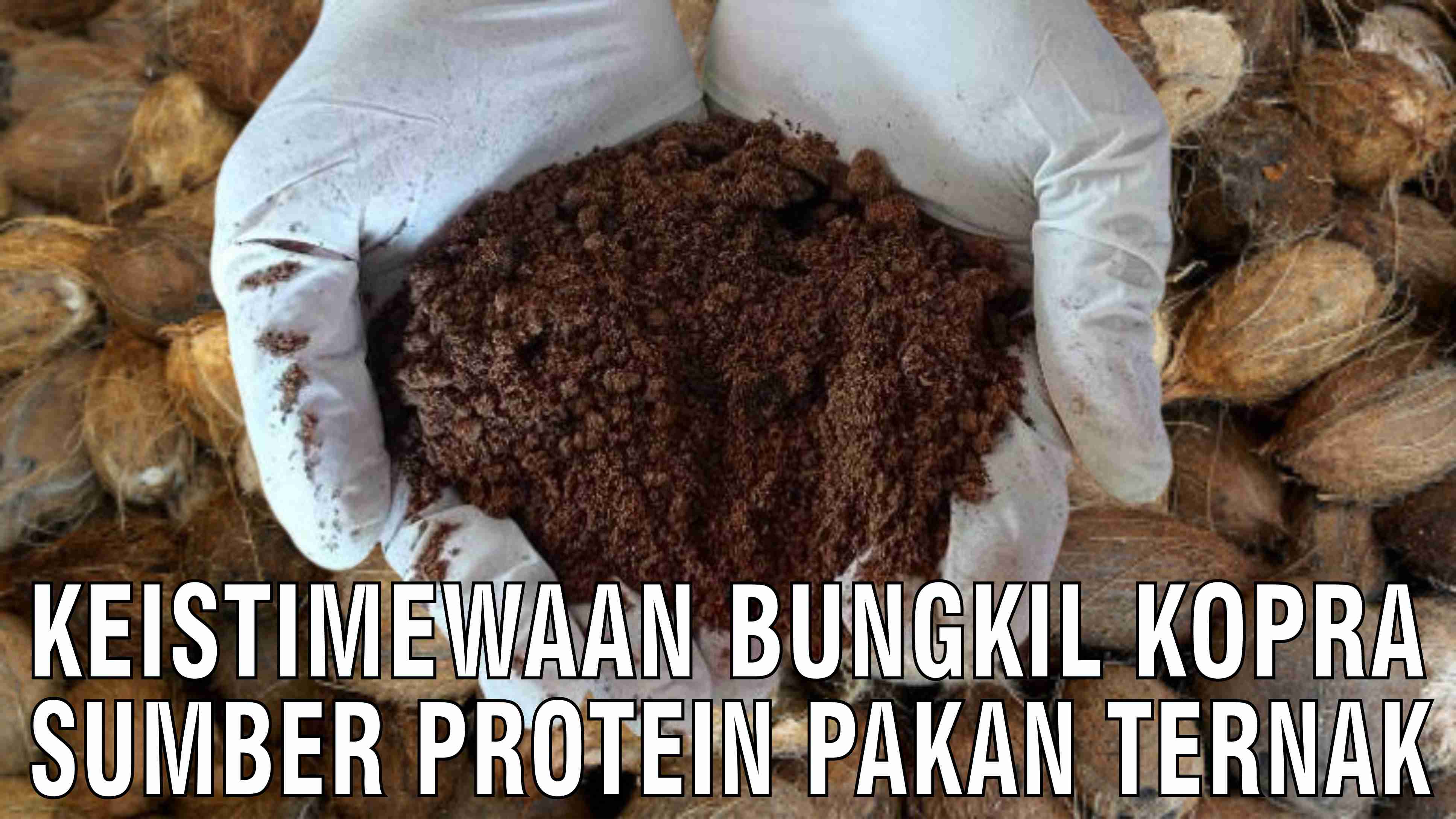 gb-19102024-04.14.29-Keistimewaan-Bungkil-Kopra-Sumber-Protein-Pakan-Ternak.jpg