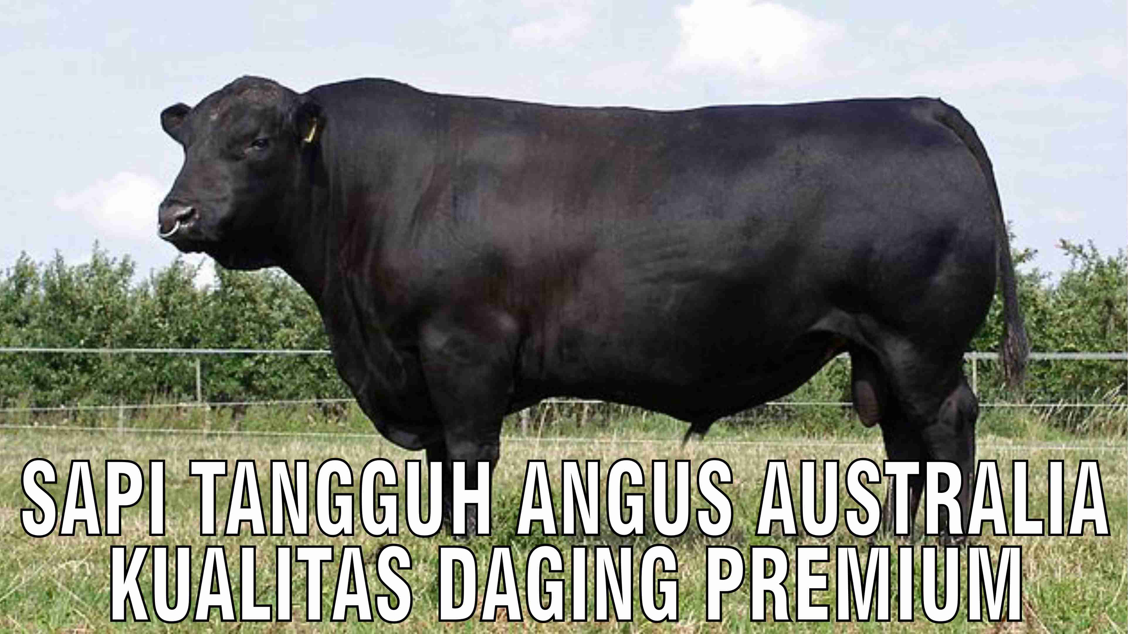 gb-19102024-04.44.36-Sapi-Tangguh-Angus-Australia-Kualitas-Daging-Premium.jpg