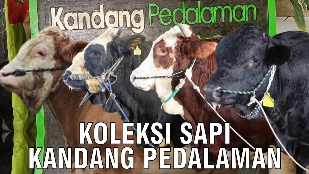 gb-19112023-05.42.29-Koleksi-Sapi-Kandang-Pedalaman.jpg