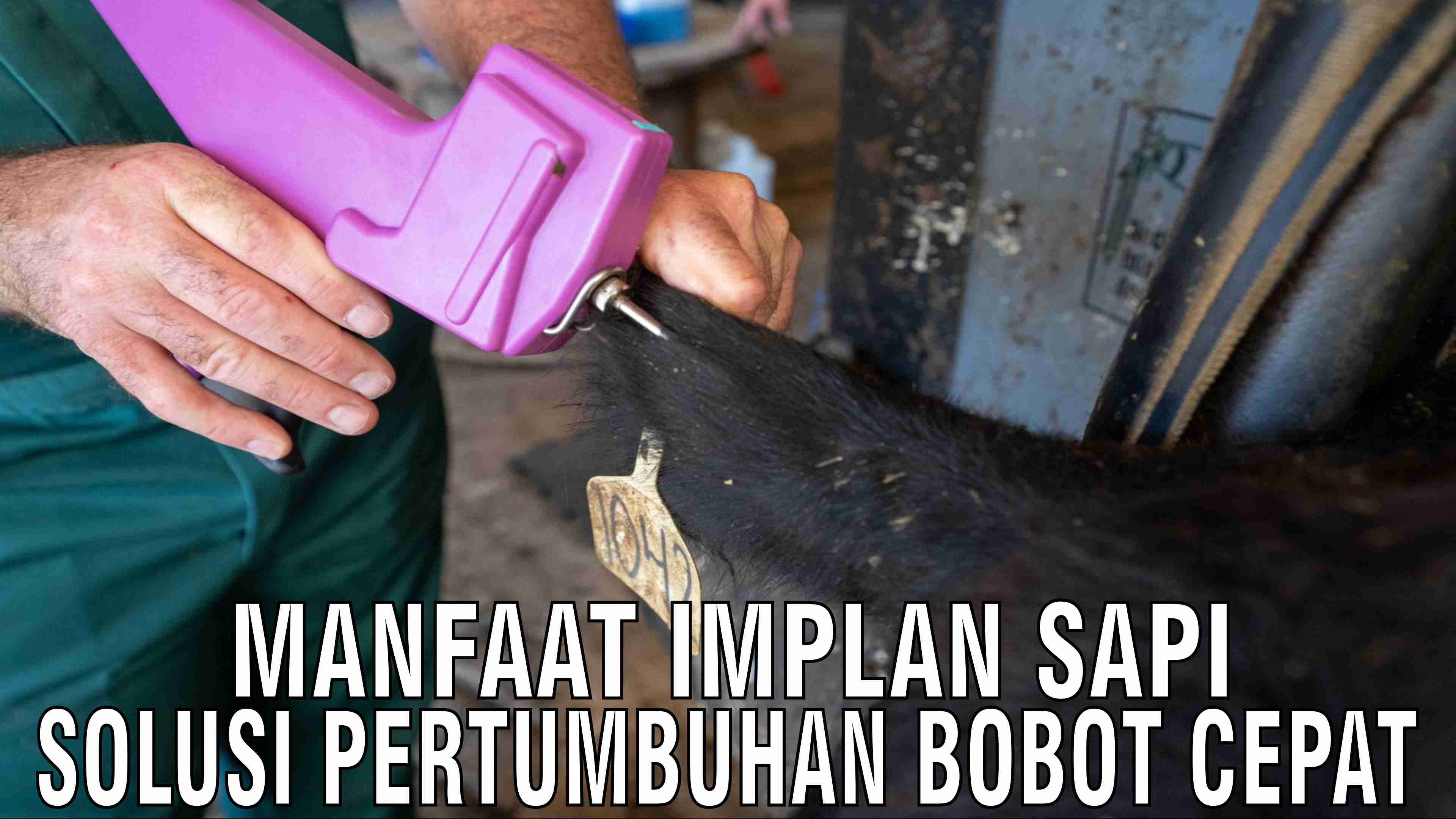 gb-19112024-07.25.31-Manfaat-Implan-Sapi-Solusi-Pertumbuhan-Bobot-Sapi-Cepat.jpg