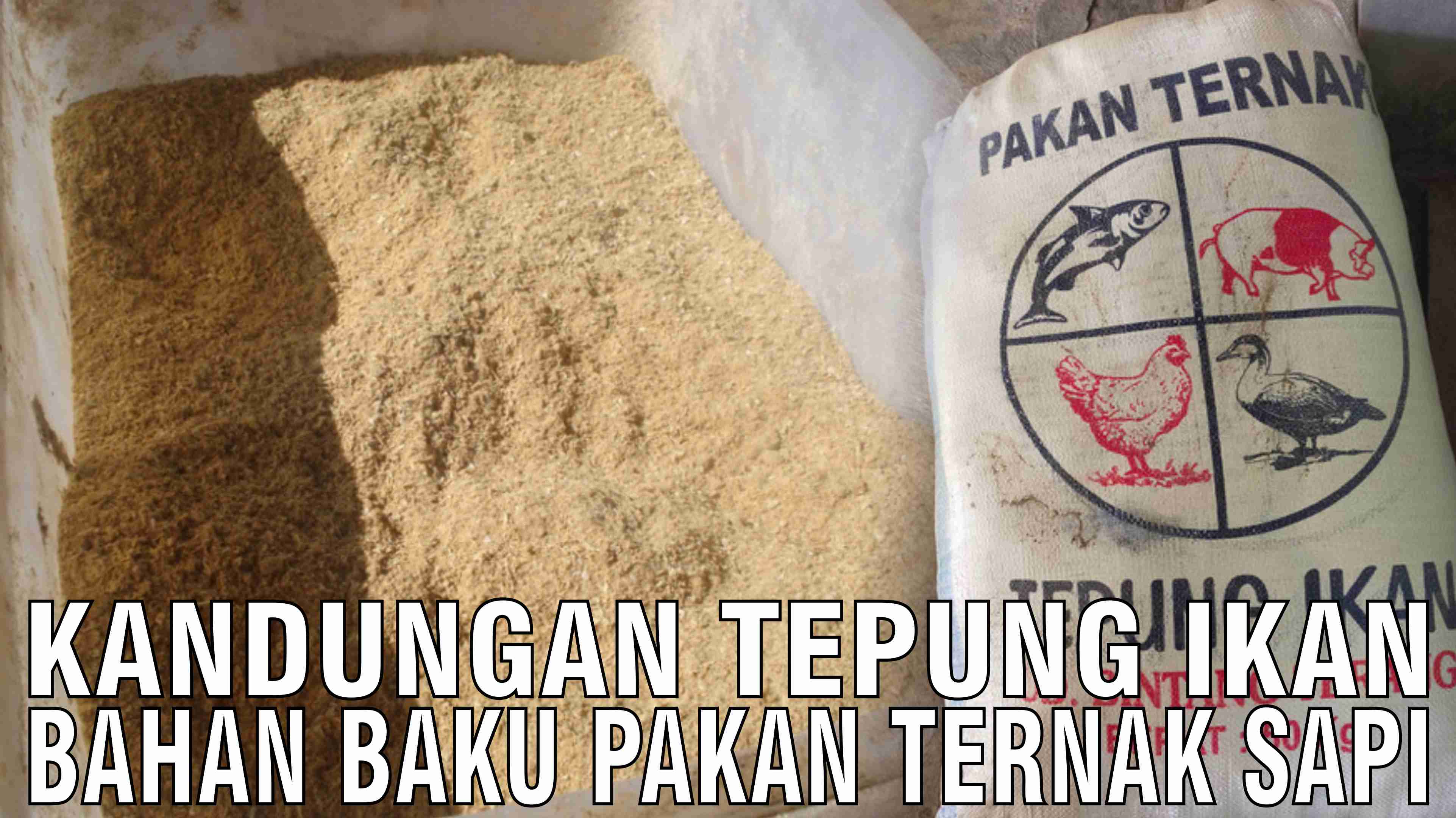 gb-19112024-08.30.36-Kandungan-Tepung-Ikan-Bahan-Baku-Pakan-Ternak-Sapi.jpg