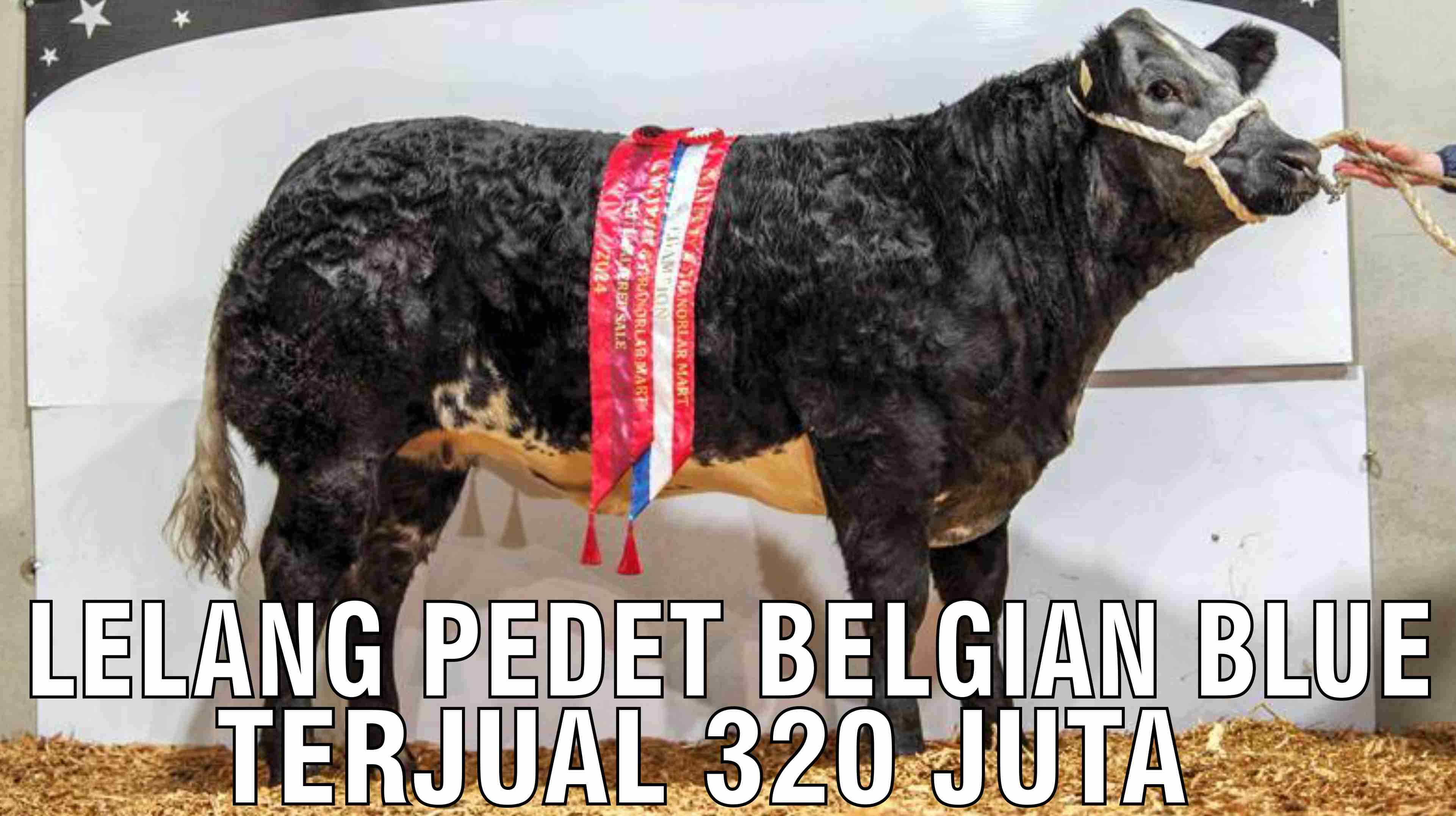 gb-19112024-08.55.34-Lelang-Pedet-Belgian-Blue-Terjual-320-Juta.jpg