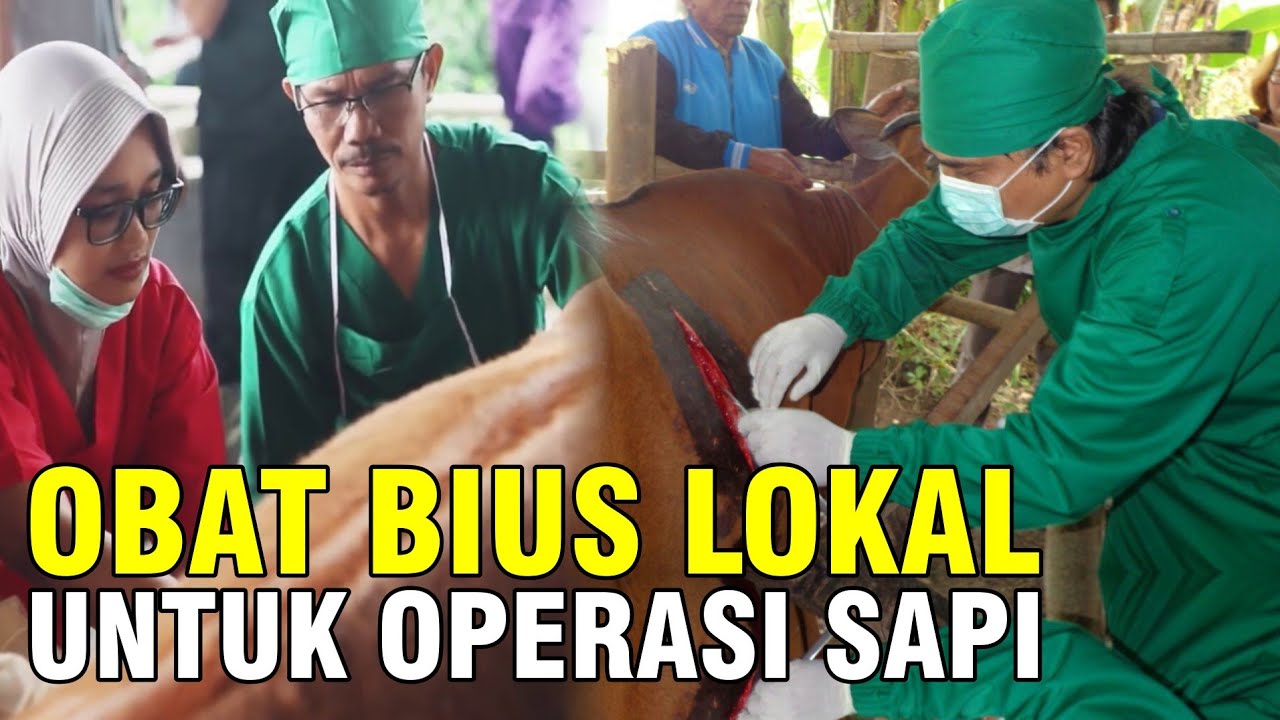 gb-20092022-05.42.22-Obat-Sapi-Bedah-Operasi-Akibat-Luka.jpg