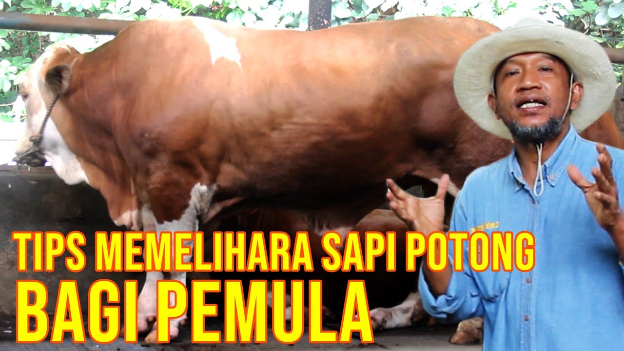 gb-20092022-07.20.39-Tips-Bisnis-Sapi-Pemula-Penggemukan-Yang-Baik.jpg