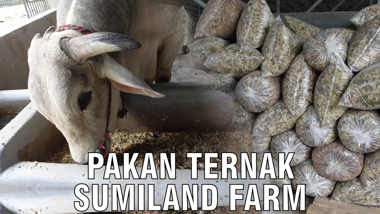 gb-21022024-04.02.26-Pakan-Ternak-Sumiland-Farm.jpg