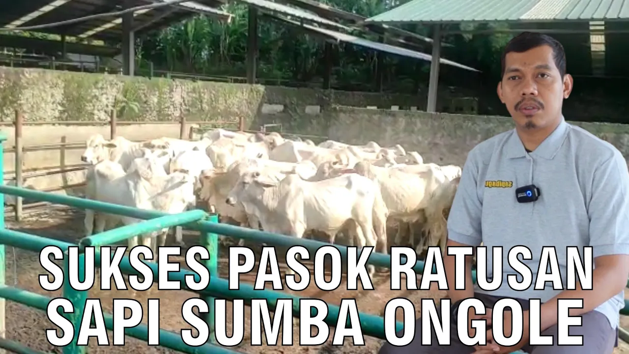 gb-21052023-03.33.34-Pasok-Ratusan-Sapi-SO-Sumba-Ongole-Ke-Jabodetabek.jpg