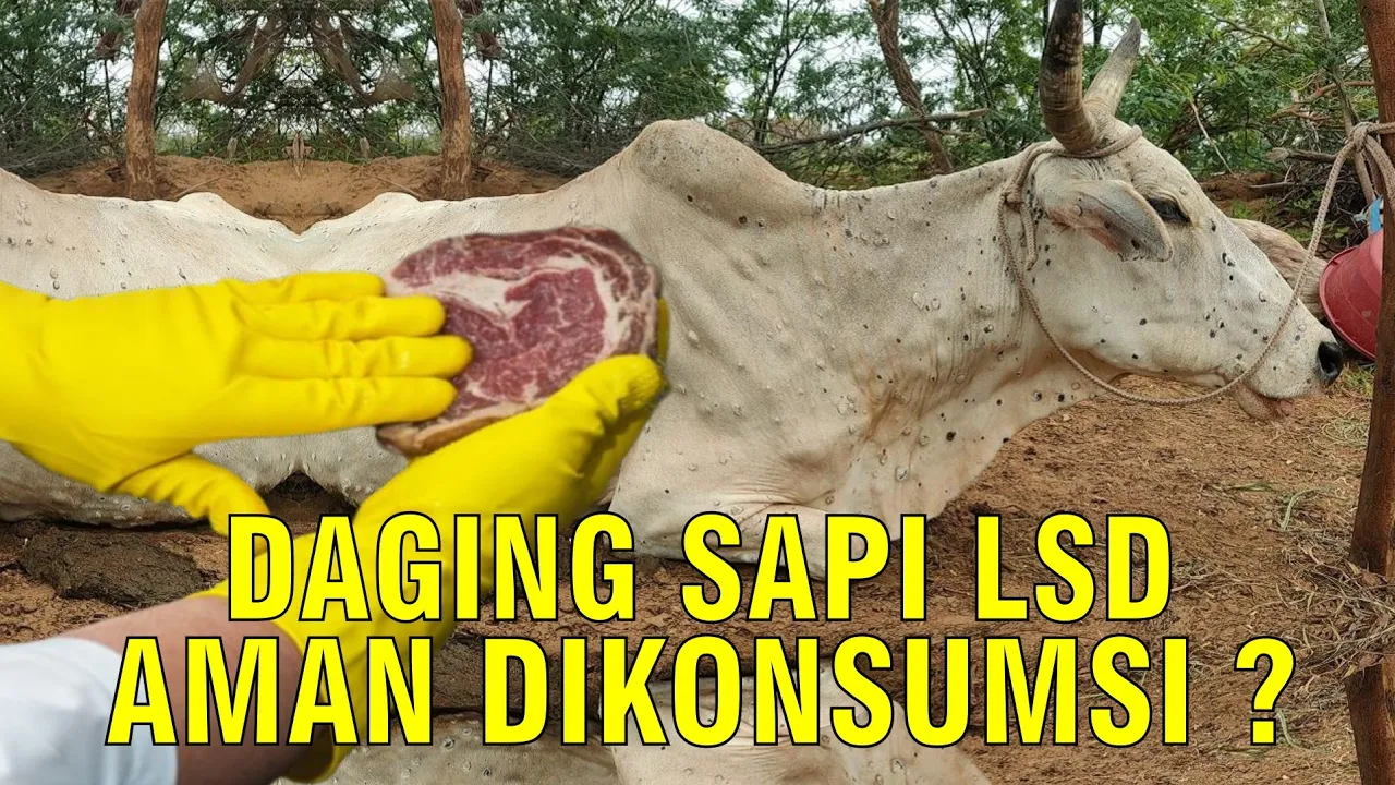 gb-21052023-03.48.51-Daging-Sapi-Penyakit-LSD-Lumpy-Skin-Disease.jpg