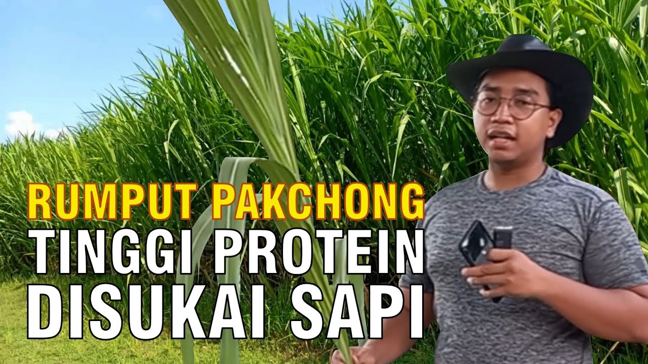 gb-21092022-09.14.19-Hijauan-Pakan-Rumput-Pakchong-Tinggi-Protein-Untuk-Sapi.jpg