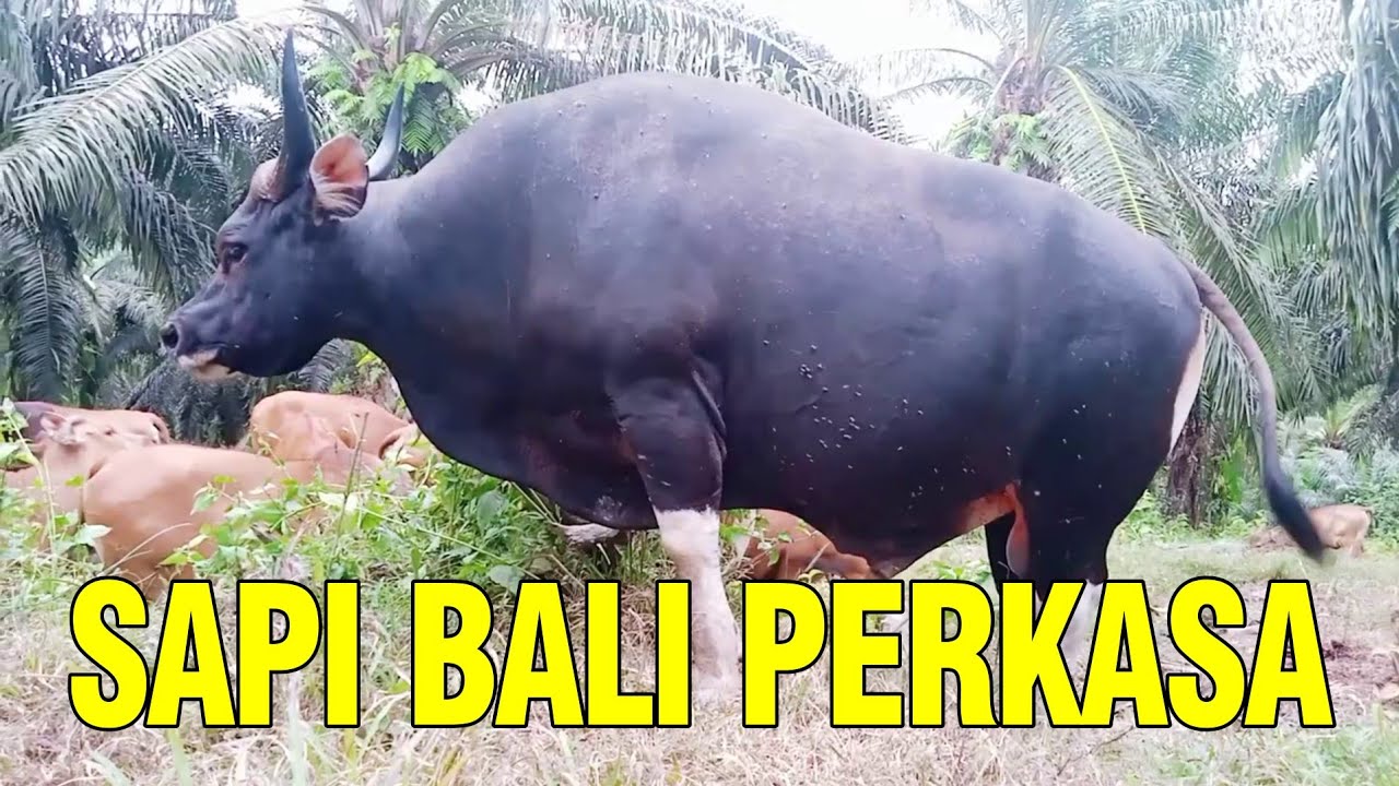 gb-21122022-07.07.15-Sapi-Perkasa-Bali-Super.jpg