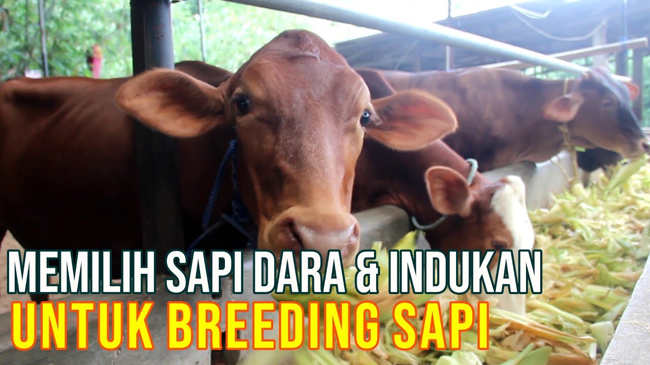 gb-22022023-06.13.27-Cara-Memilih-Sapi-Betina-Dara-Indukan-Untuk-Breeding.jpg