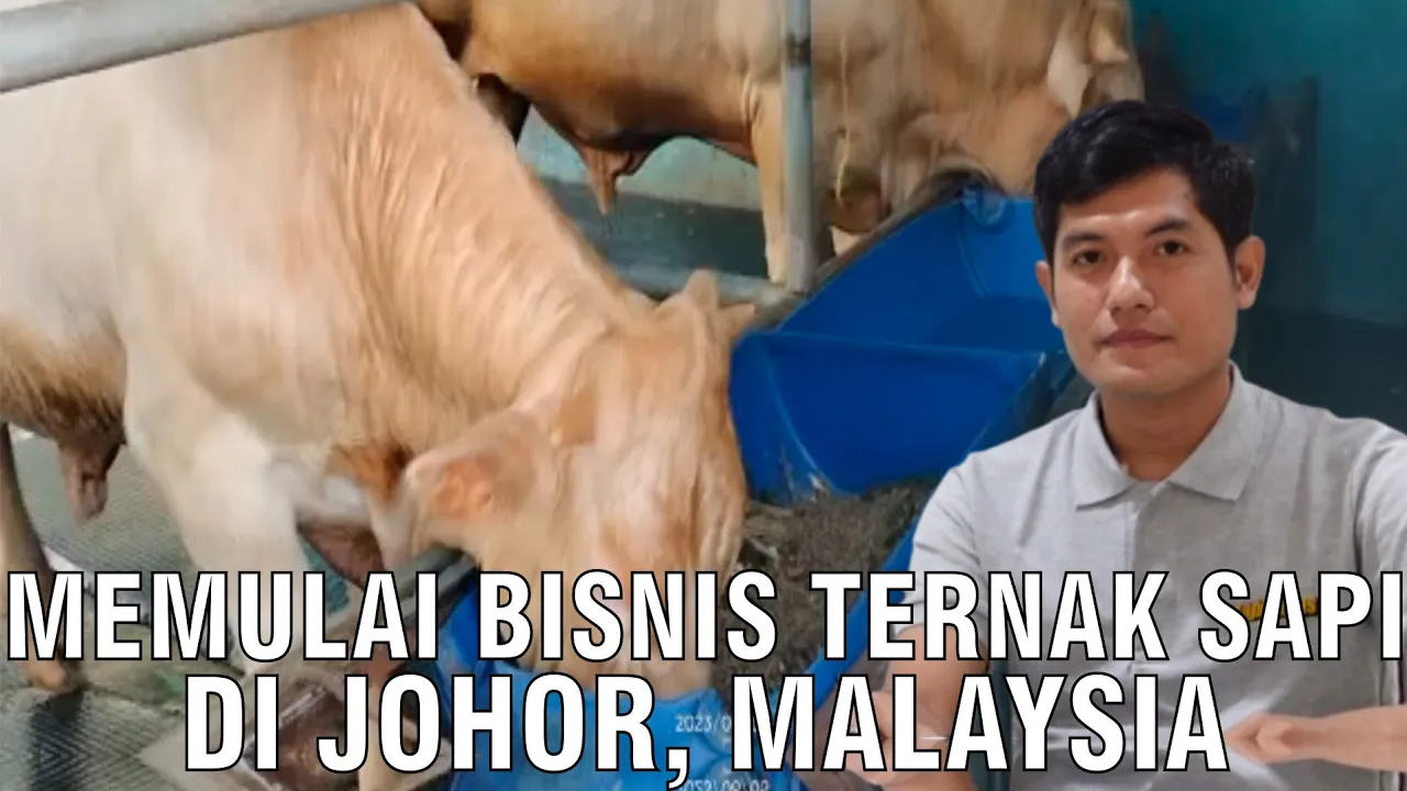 gb-22092023-08.39.17-Memulai-Bisnis-Sapi-Malaysia-Di-Johor.jpg