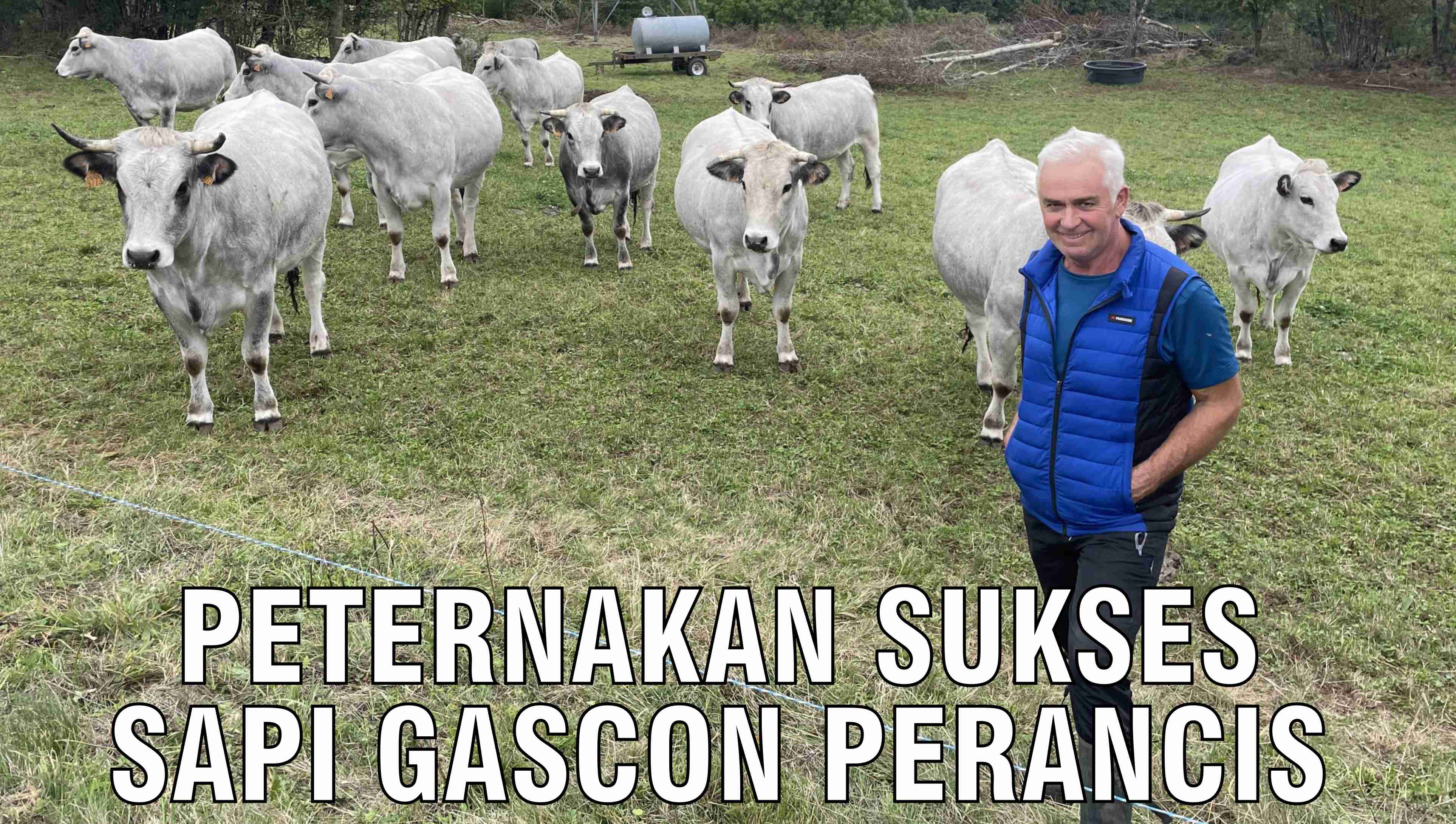 gb-22102024-04.06.00-Peternakan-Sukses-Sapi-Gascon-Perancis.jpg