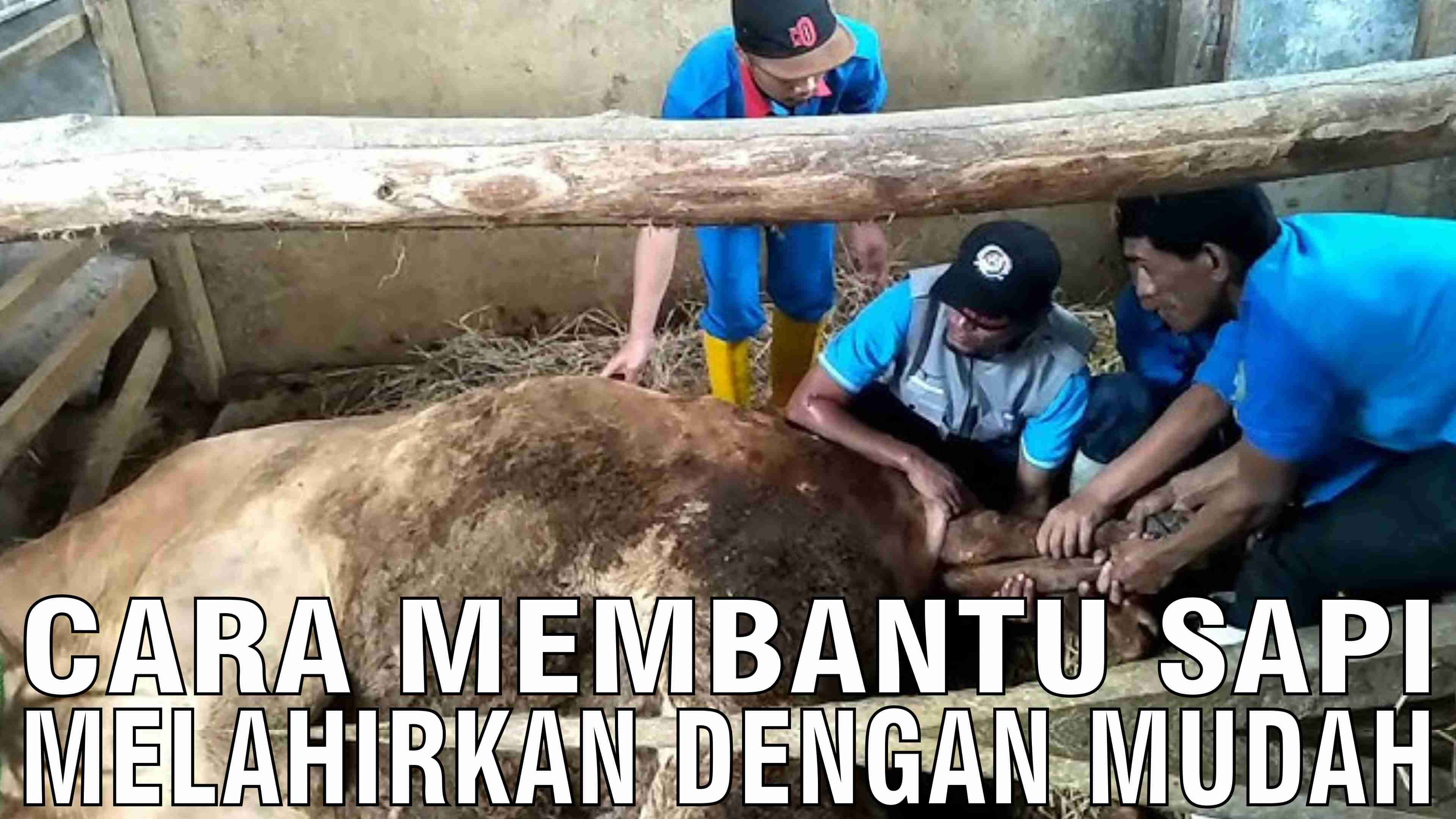 Cara Membantu Sapi Melahirkan Dengan Mudah