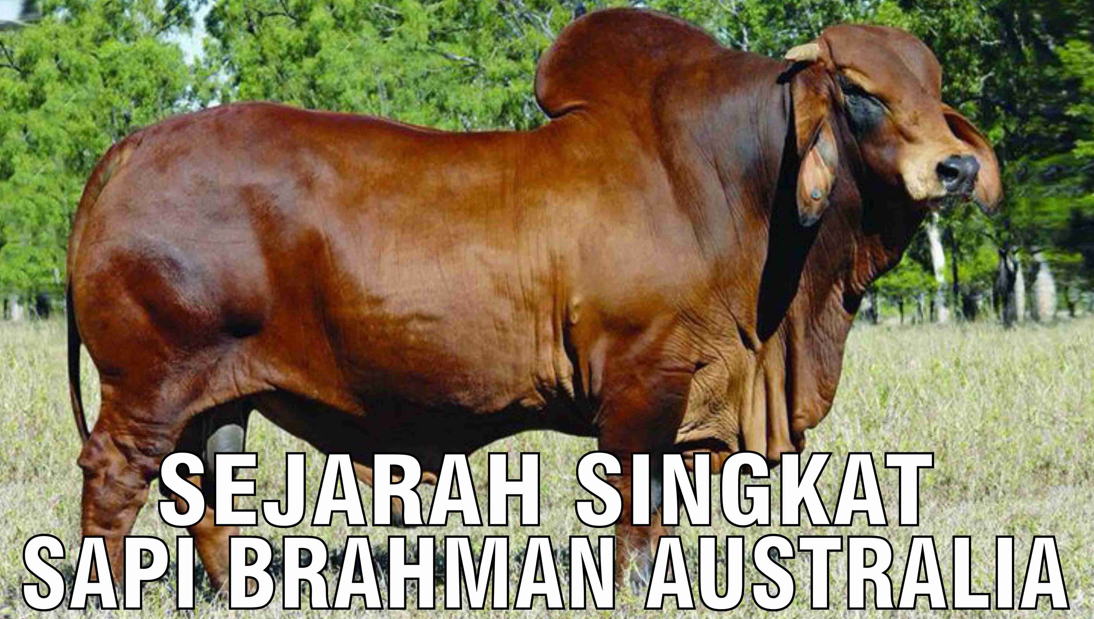 gb-22102024-08.35.43-Sejarah-Singkat-Sapi-Brahman-Australia.jpg