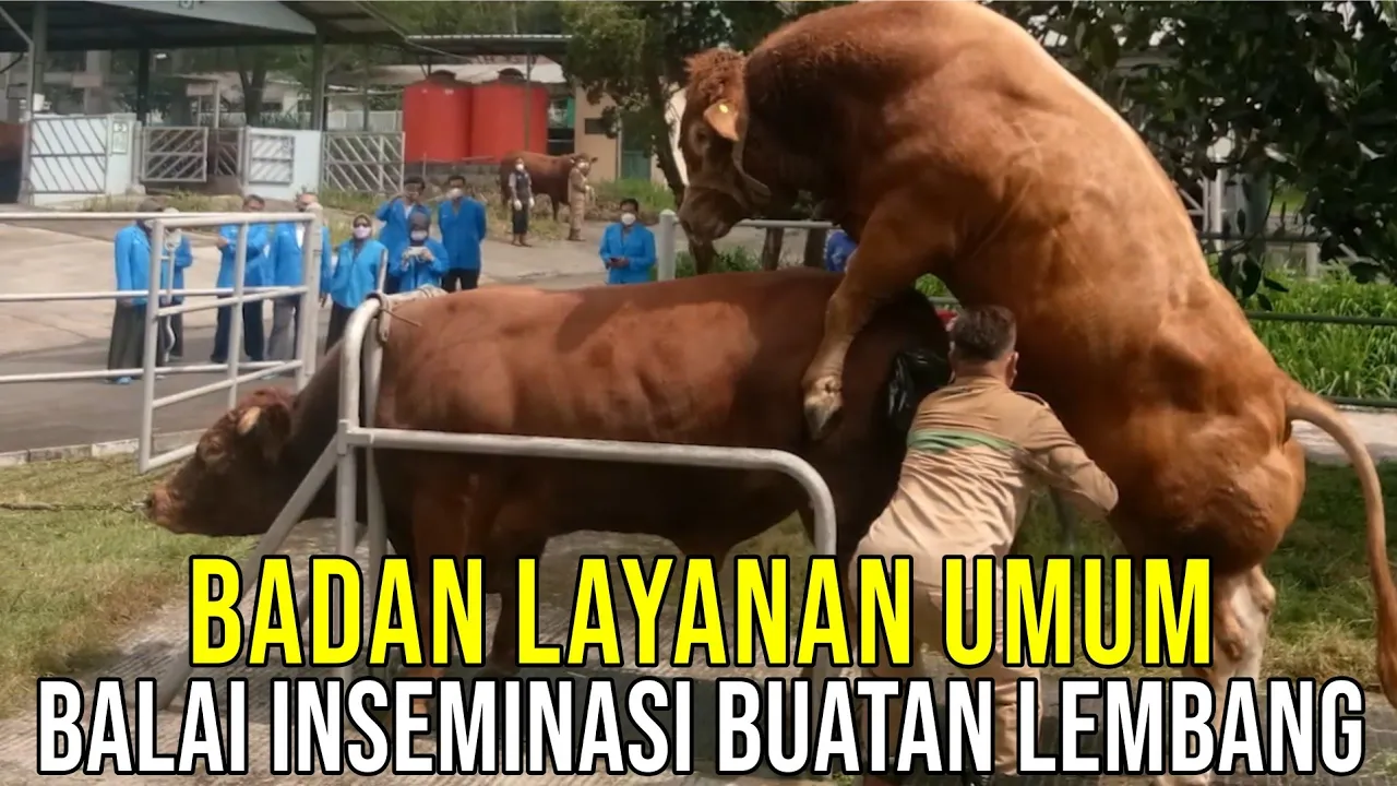 gb-22112022-03.34.39-Balai-Inseminasi-Buatan-Lembang-Menjadi-Badan-Layanan-Umum.jpg