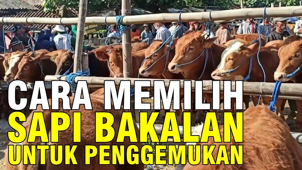 gb-22122022-06.11.47-Cara-Memilih-Sapi-untuk-Bisnis-Penggemukan.jpg