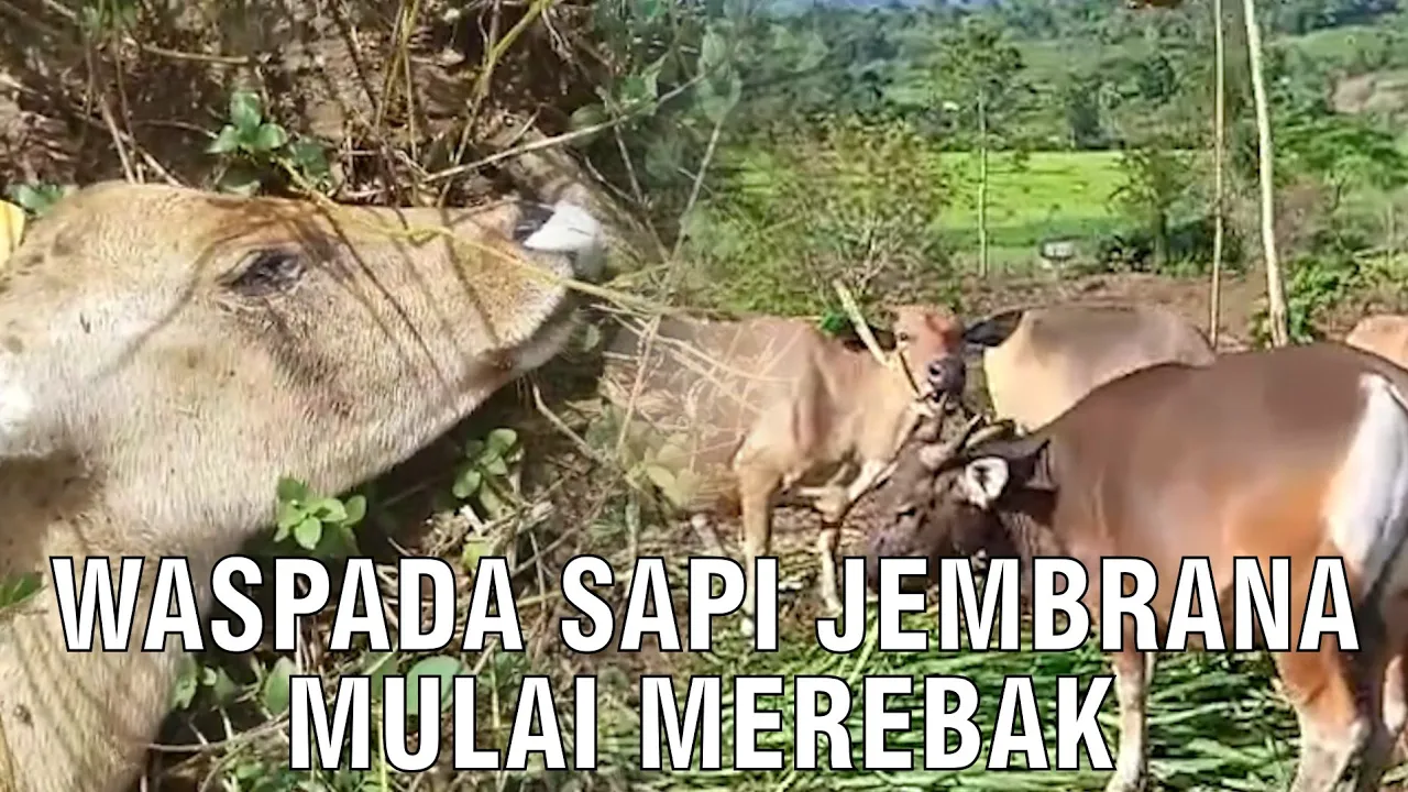 gb-23032024-03.51.14-Waspada-Sapi-Jembrana-Mulai-Merebak.jpg