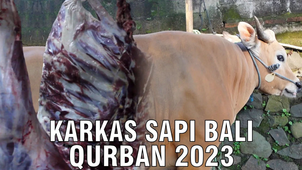 gb-23082023-07.36.07-Karkas-Sapi-Bali-Qurban-2023.jpg