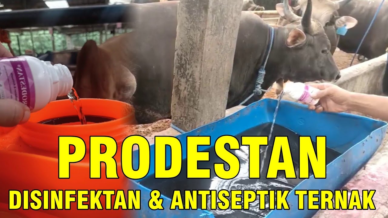 gb-23102023-06.39.46-Prodestan-Desinfektan-Antiseptik-Ternak-Sapi.jpg