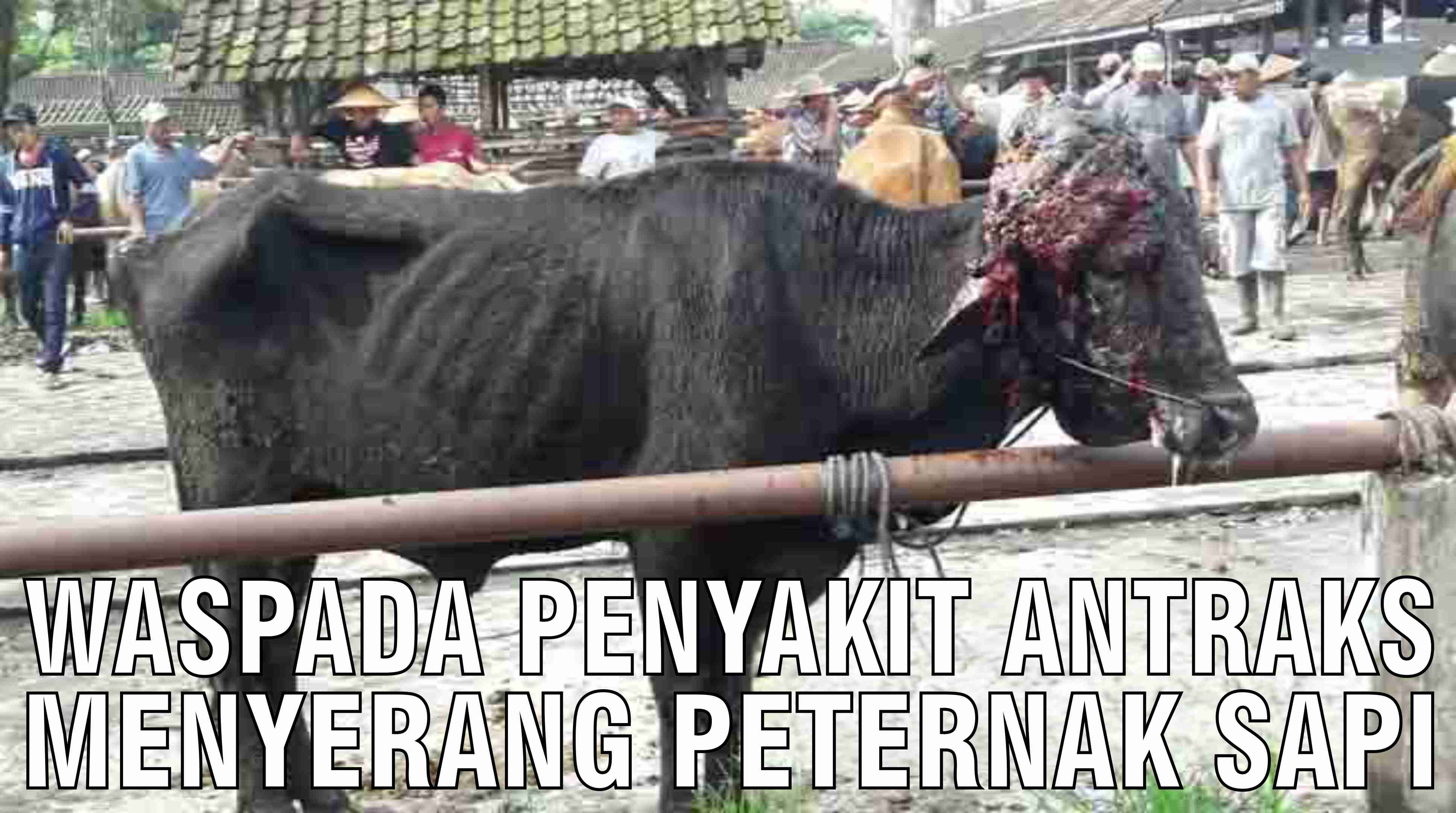 gb-23102024-06.40.46-Waspada-Penyakit-Antraks-Menyerang-Sapi.jpg