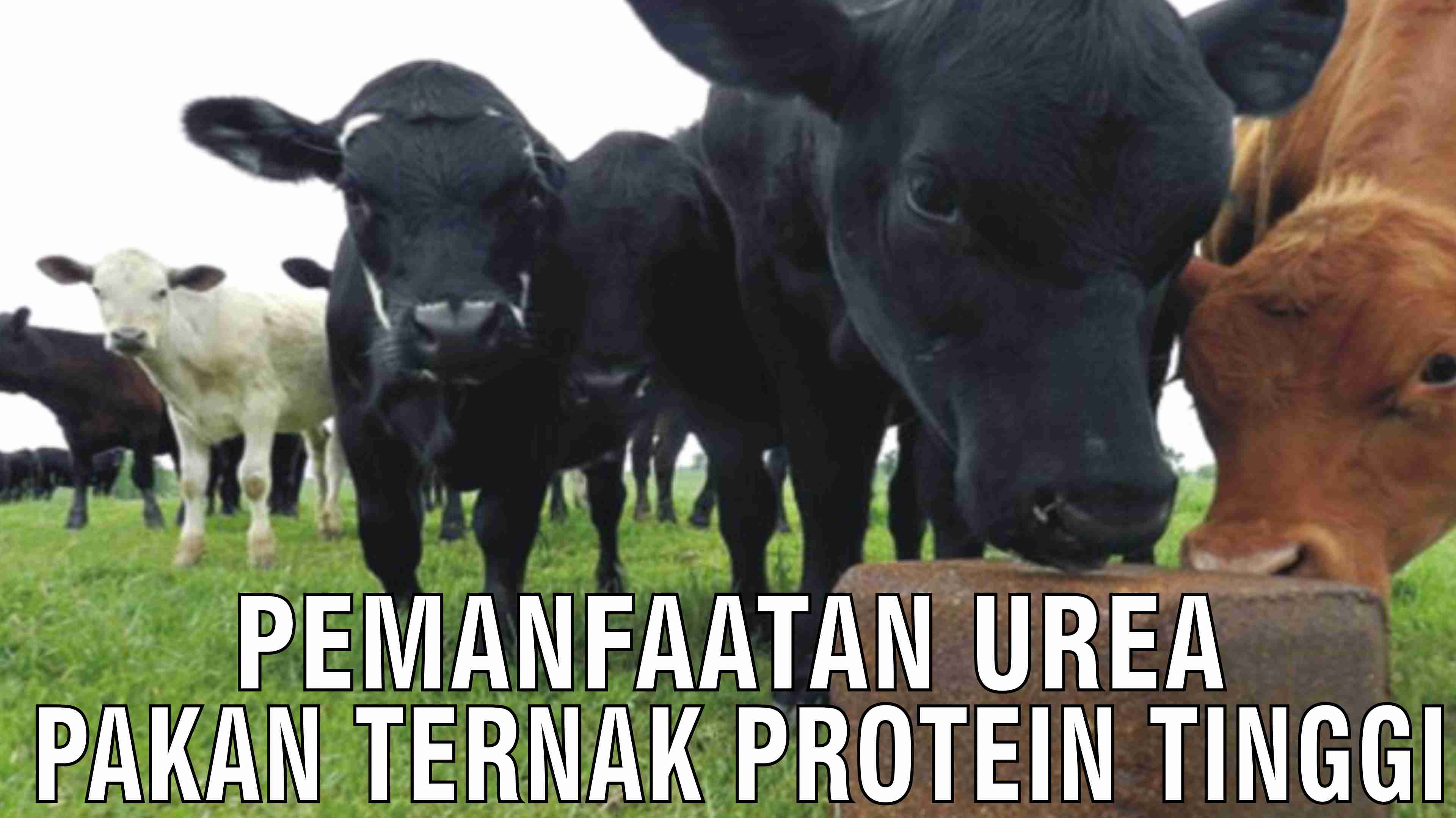 gb-23102024-08.02.17-Pemanfaatan-Urea-Pakan-Ternak-Protein-Tinggi.jpg