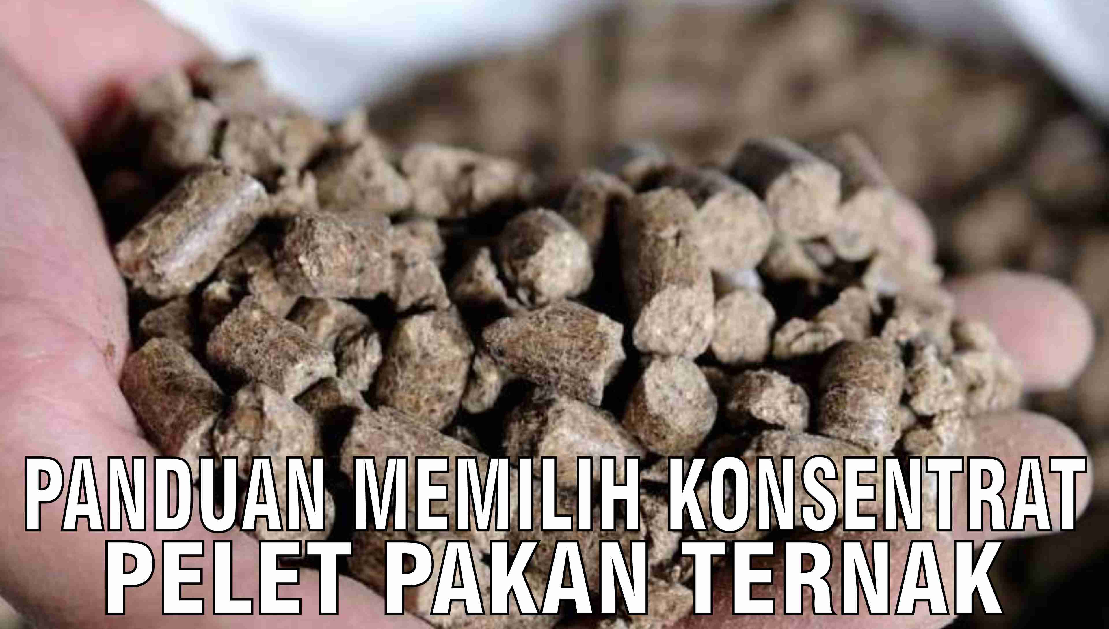 gb-23102024-08.20.22-Panduan-Memilih-Konsentrat-Pelet-Pakan-Ternak.jpg